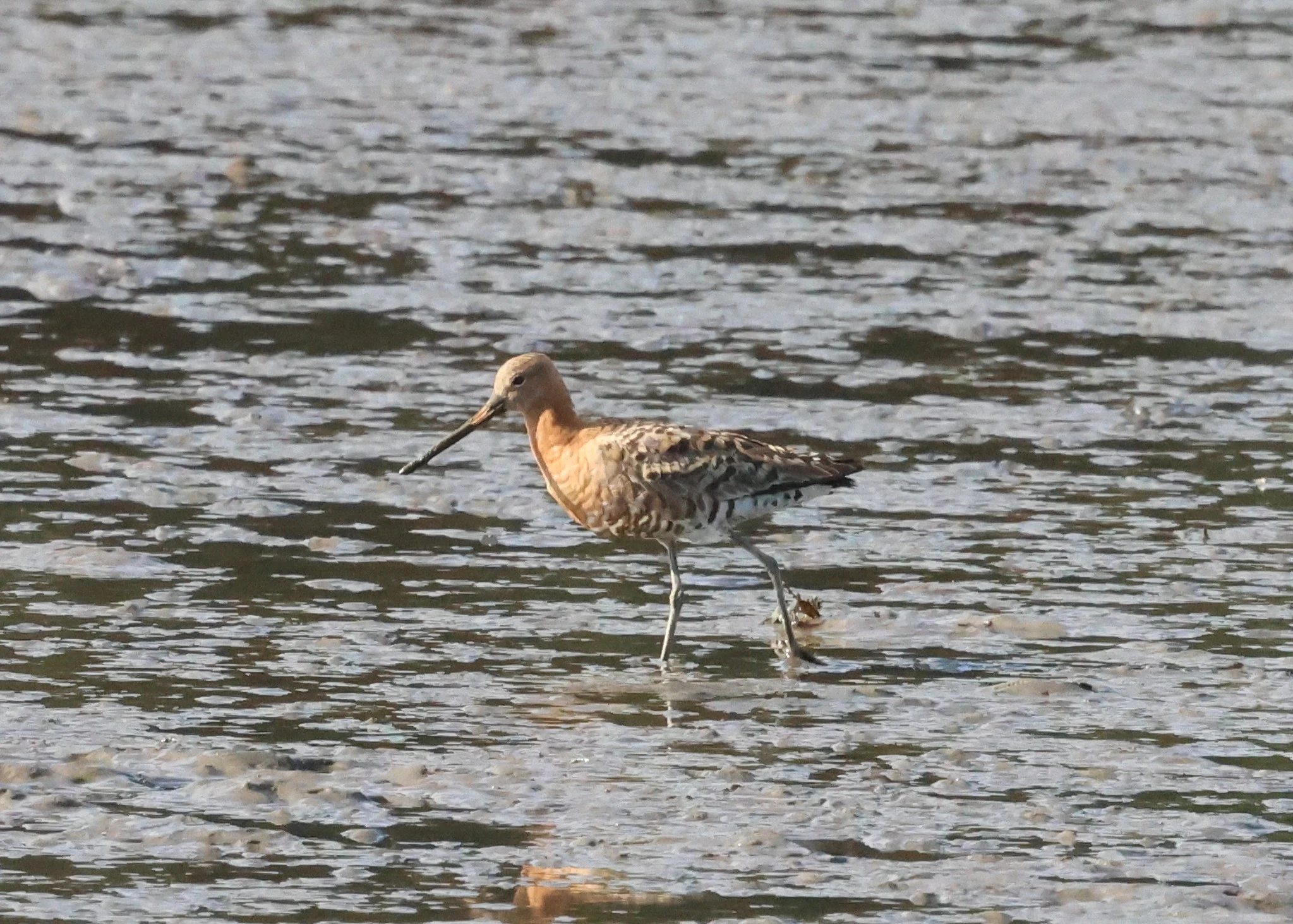 Black-tailed godwits, Falmouth, Cornwal, UK — photo by Adam Prugel-Bennett