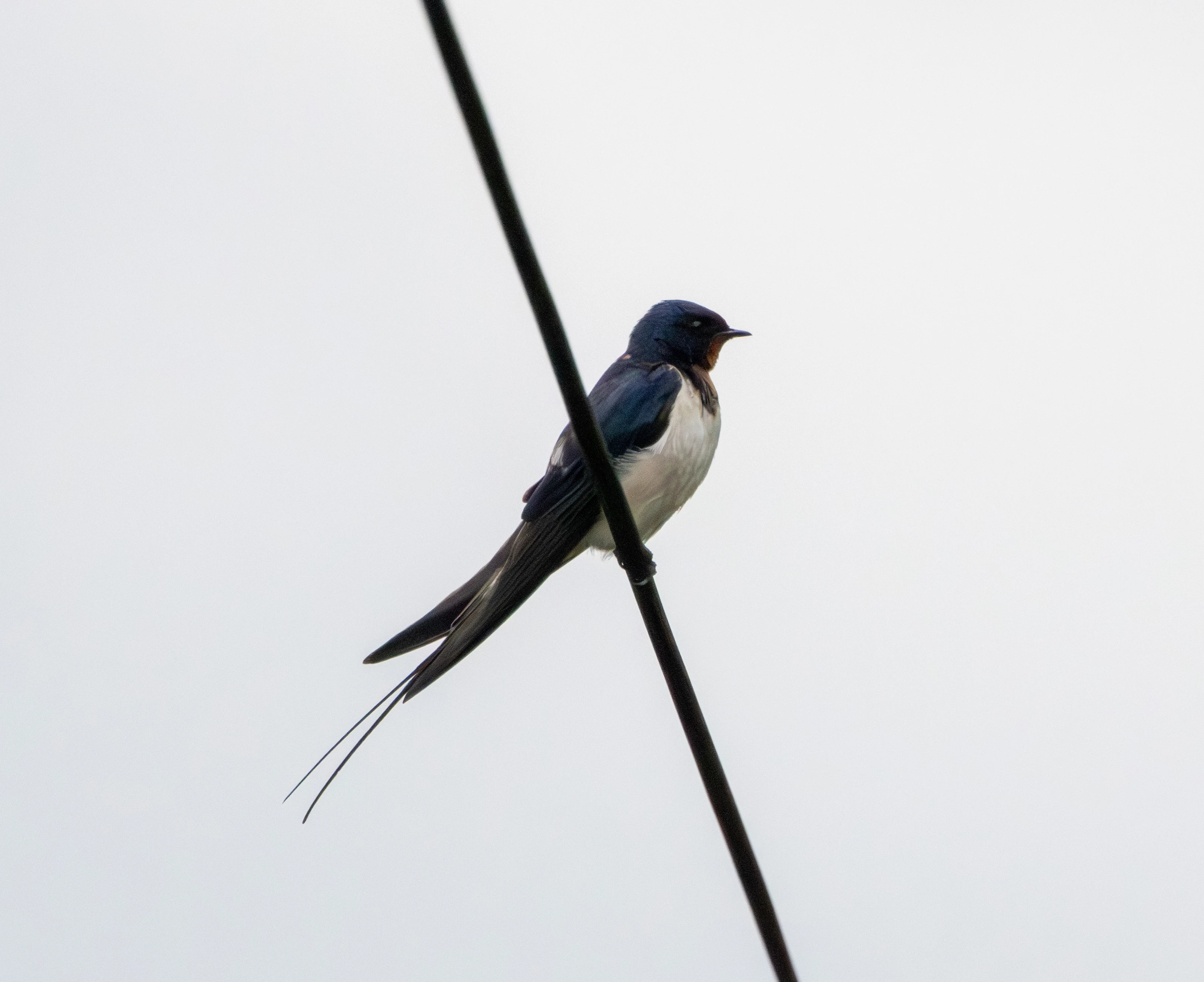 Barn Swallow, Transylvania, Romania — photo by Adam Prugel-Bennett