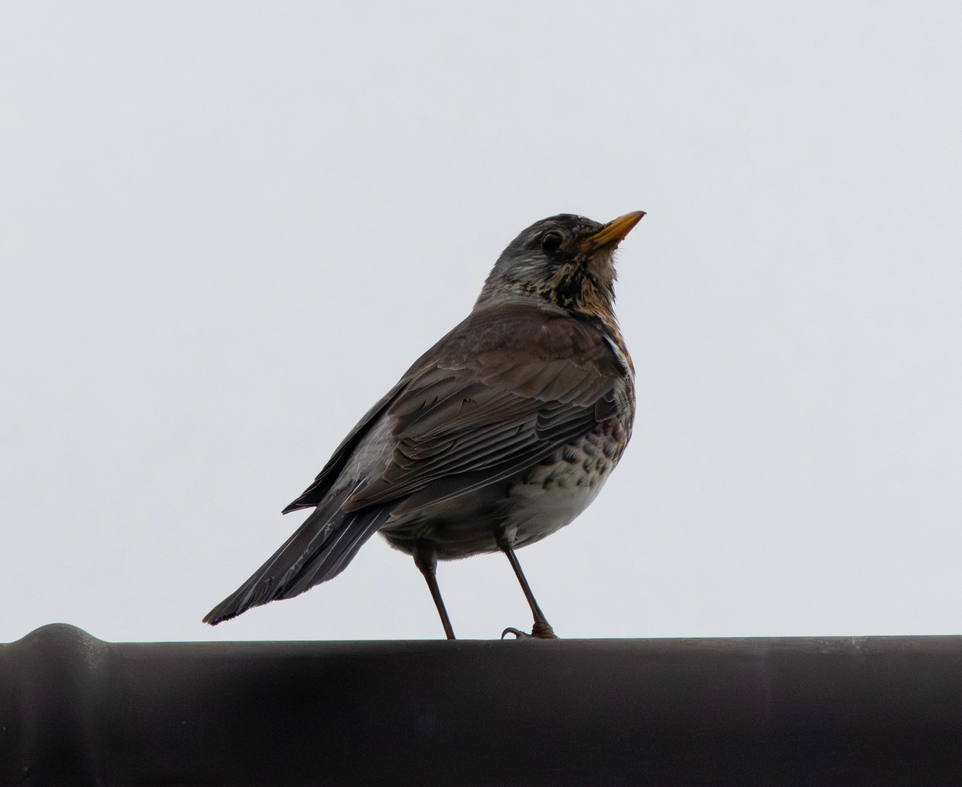 Fieldfare, Transylvania, Romania — photo by Adam Prugel-Bennett