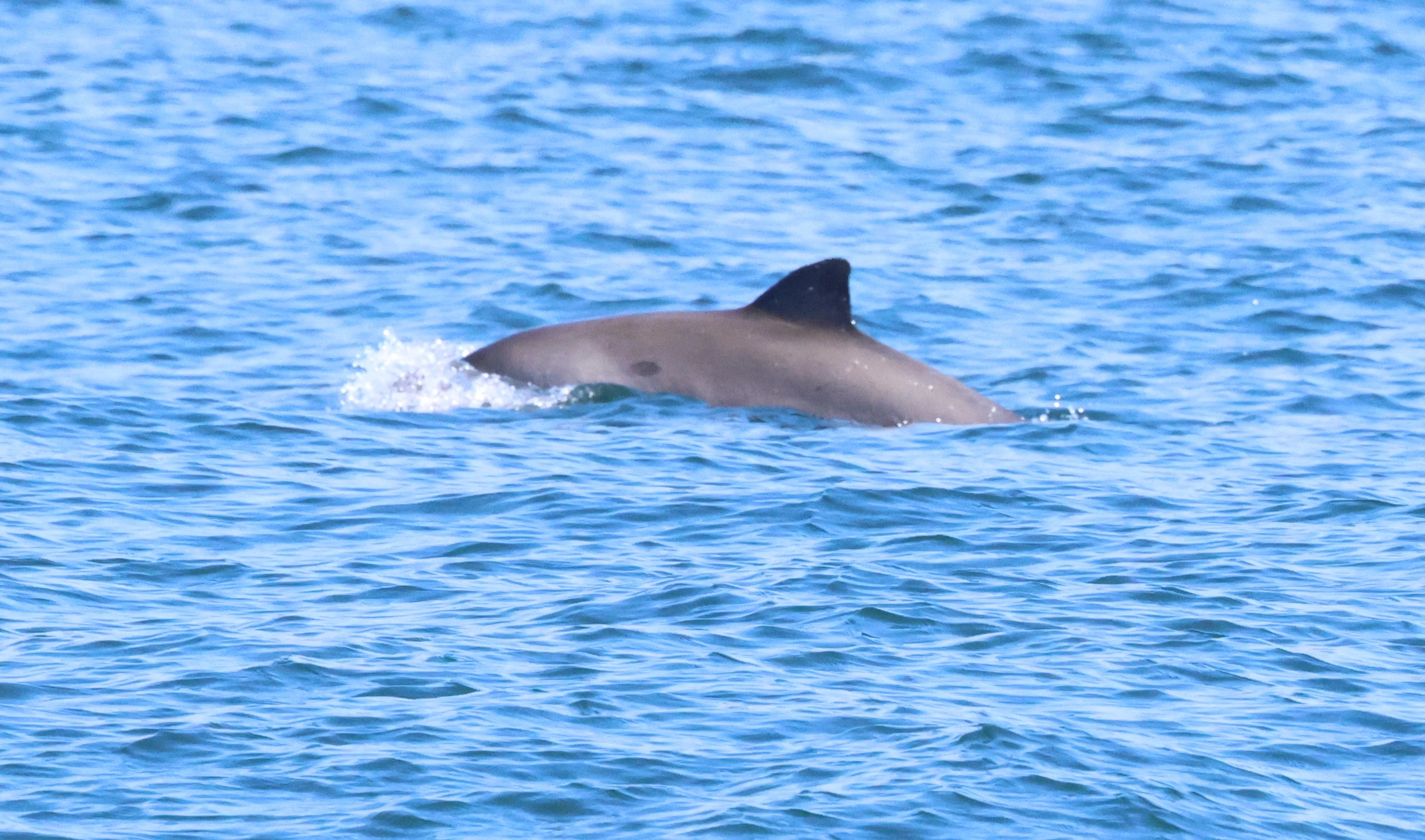 Harbour porpoise, Falmouth, Cornwal, UK — photo by Adam Prugel-Bennett