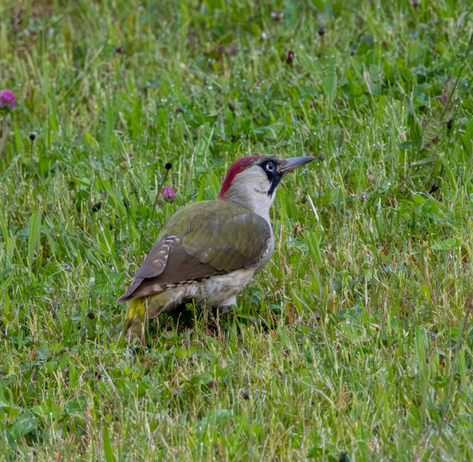 European Green Woodpecker, Transylvania, Romania — photo by Adam Prugel-Bennett