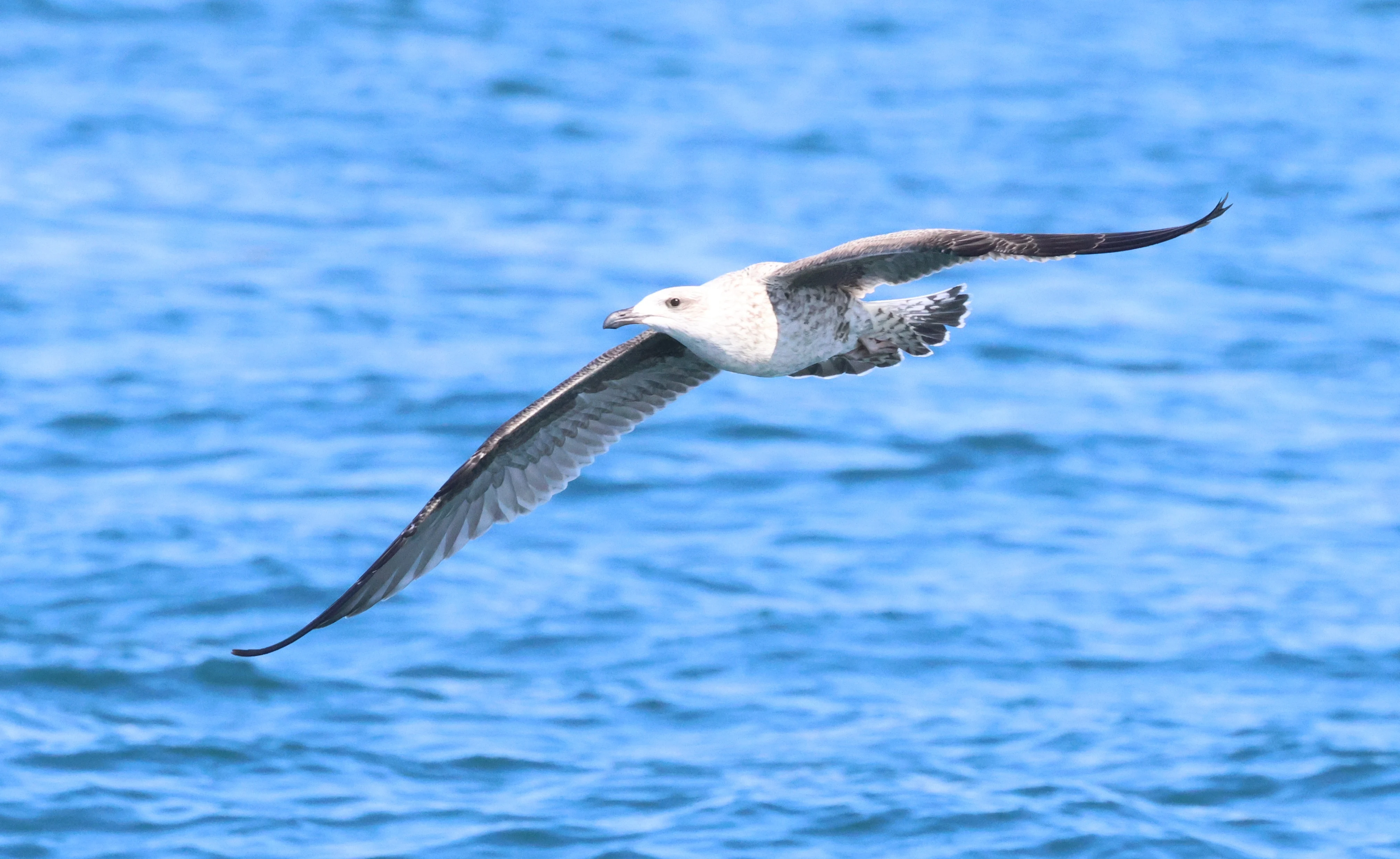 Immature Great black-backed gull, Falmouth, Cornwal, UK — photo by Adam Prugel-Bennett