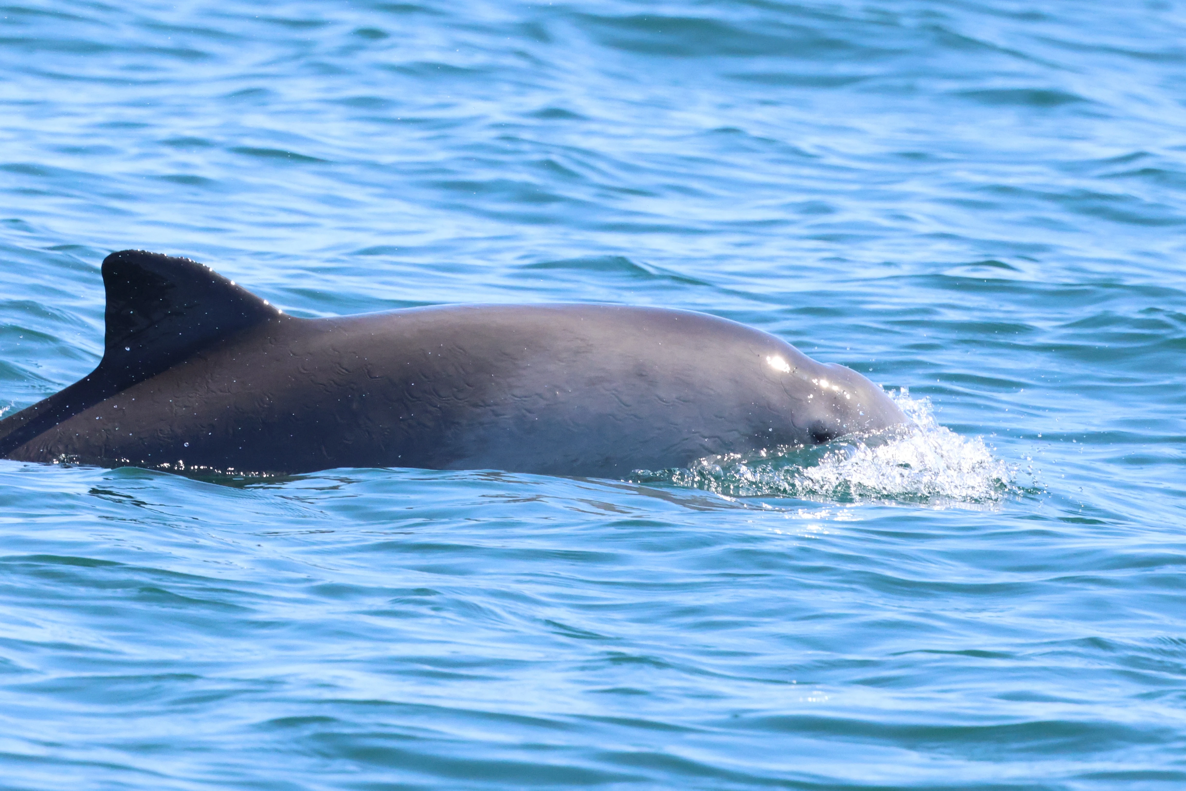Harbour porpoise, Falmouth, Cornwal, UK — photo by Adam Prugel-Bennett