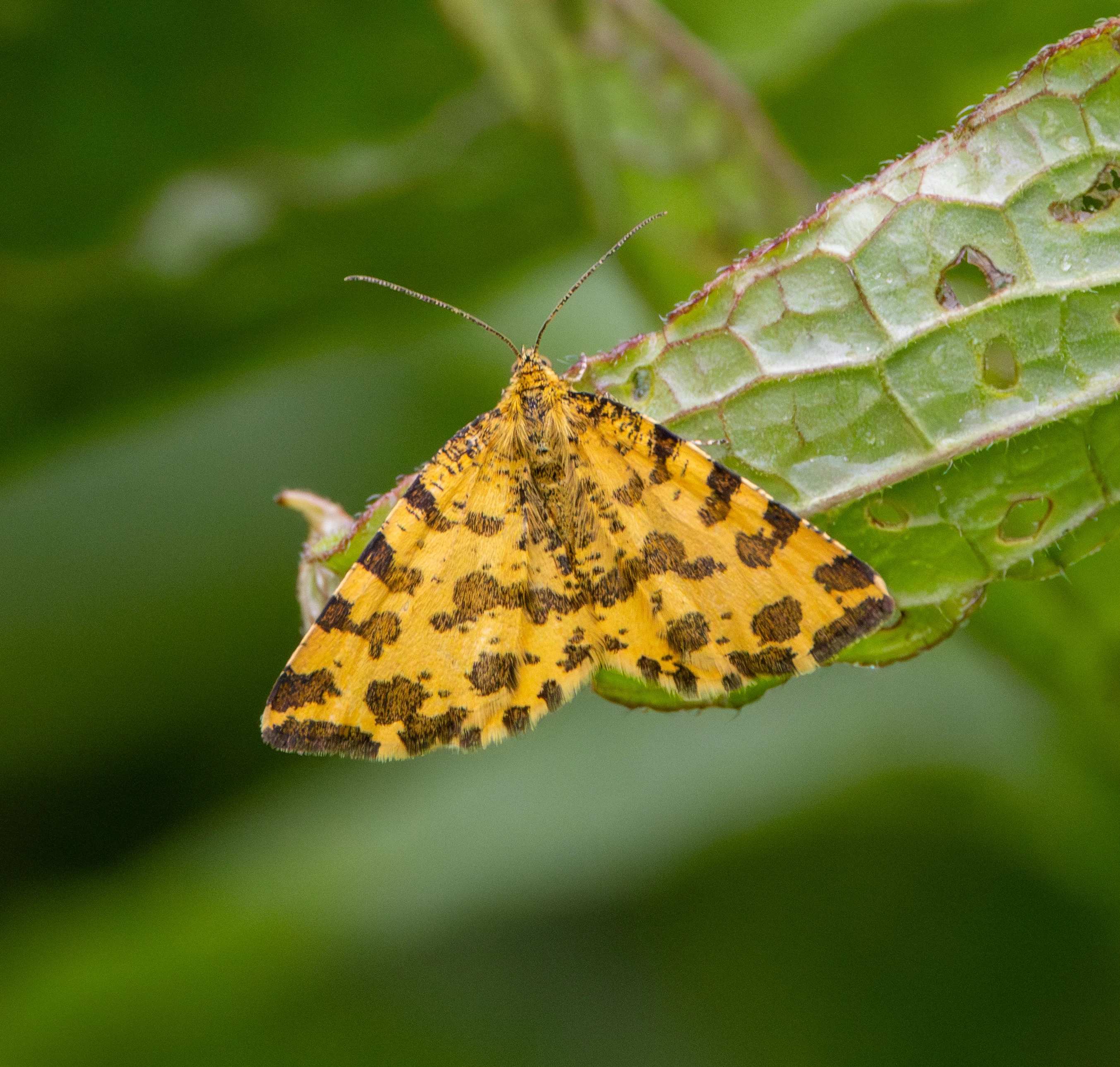 Speckled Yellow Moth, Transylvania, Romania — photo by Adam Prugel-Bennett