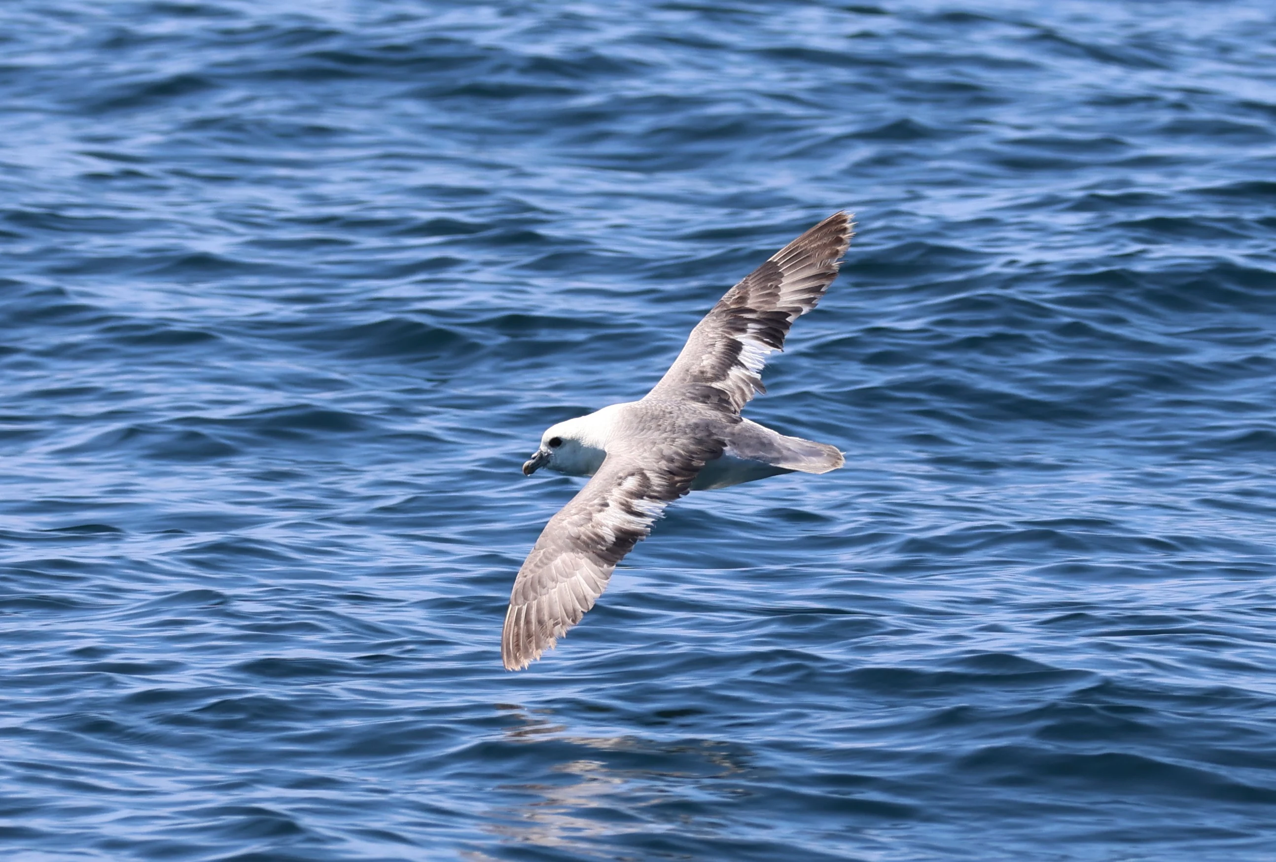 Fulmar, Falmouth, Cornwal, UK — photo by Adam Prugel-Bennett
