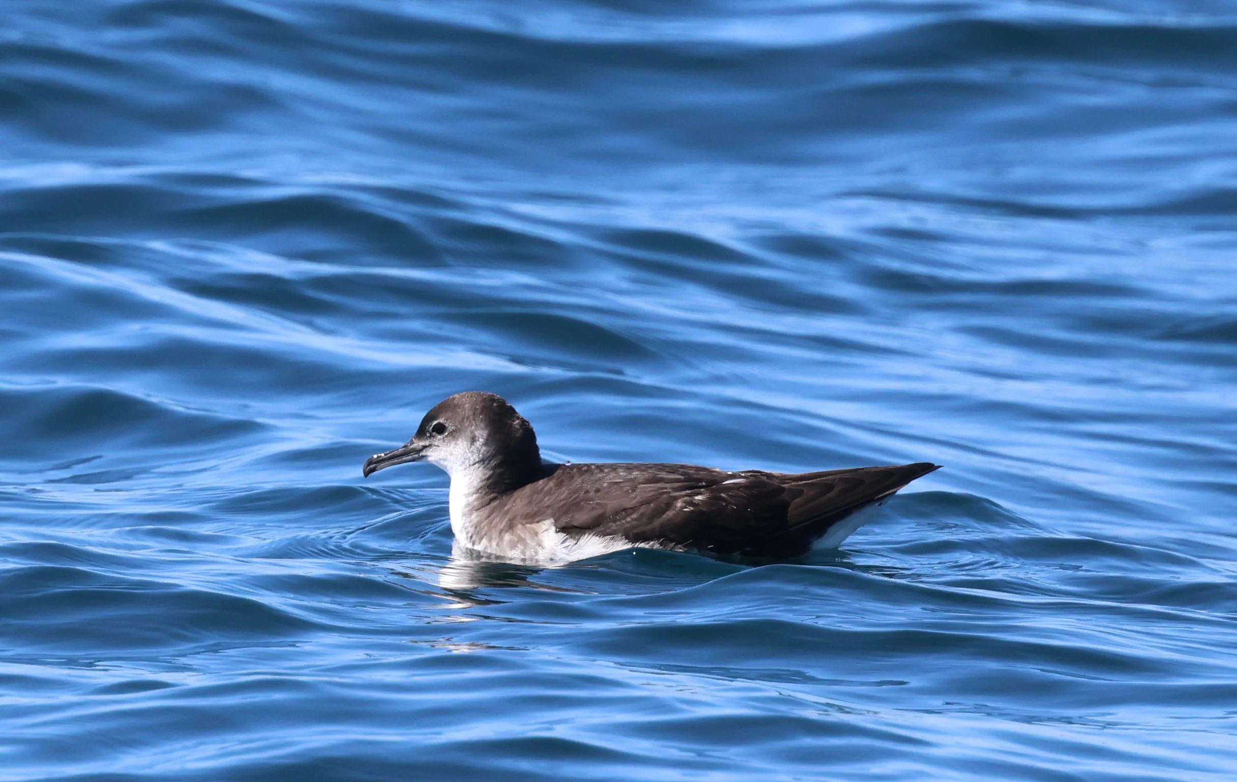 Manx shearwater, Falmouth, Cornwal, UK — photo by Adam Prugel-Bennett