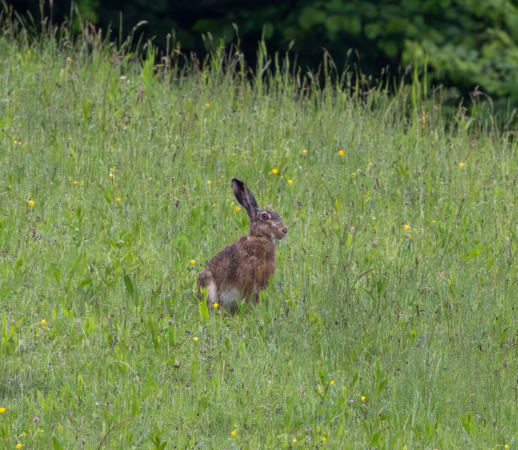 European Brown Hare — photo by Adam Prugel-Bennett