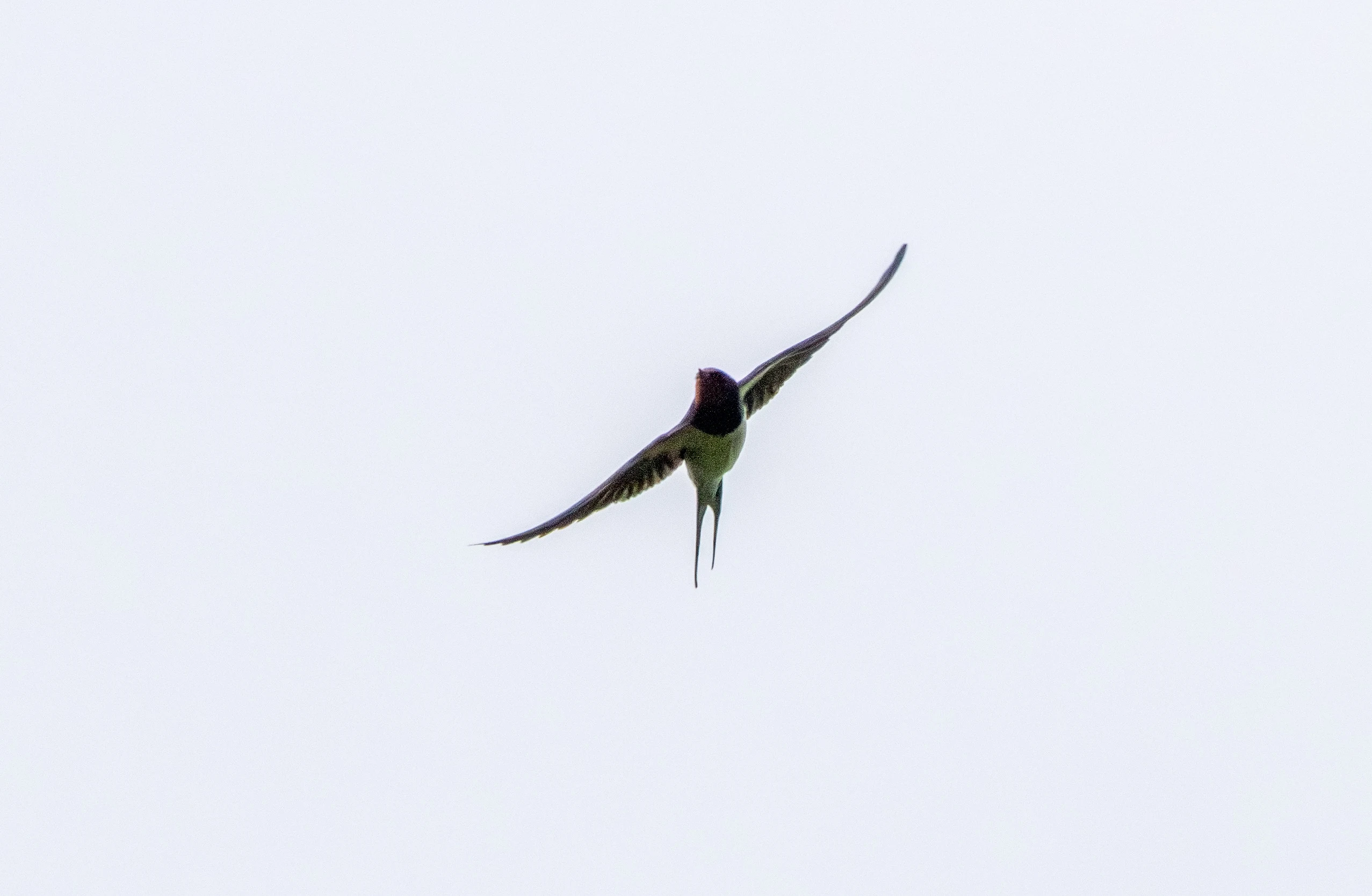 Barn Swallow in flight — photo by Adam Prugel-Bennett
