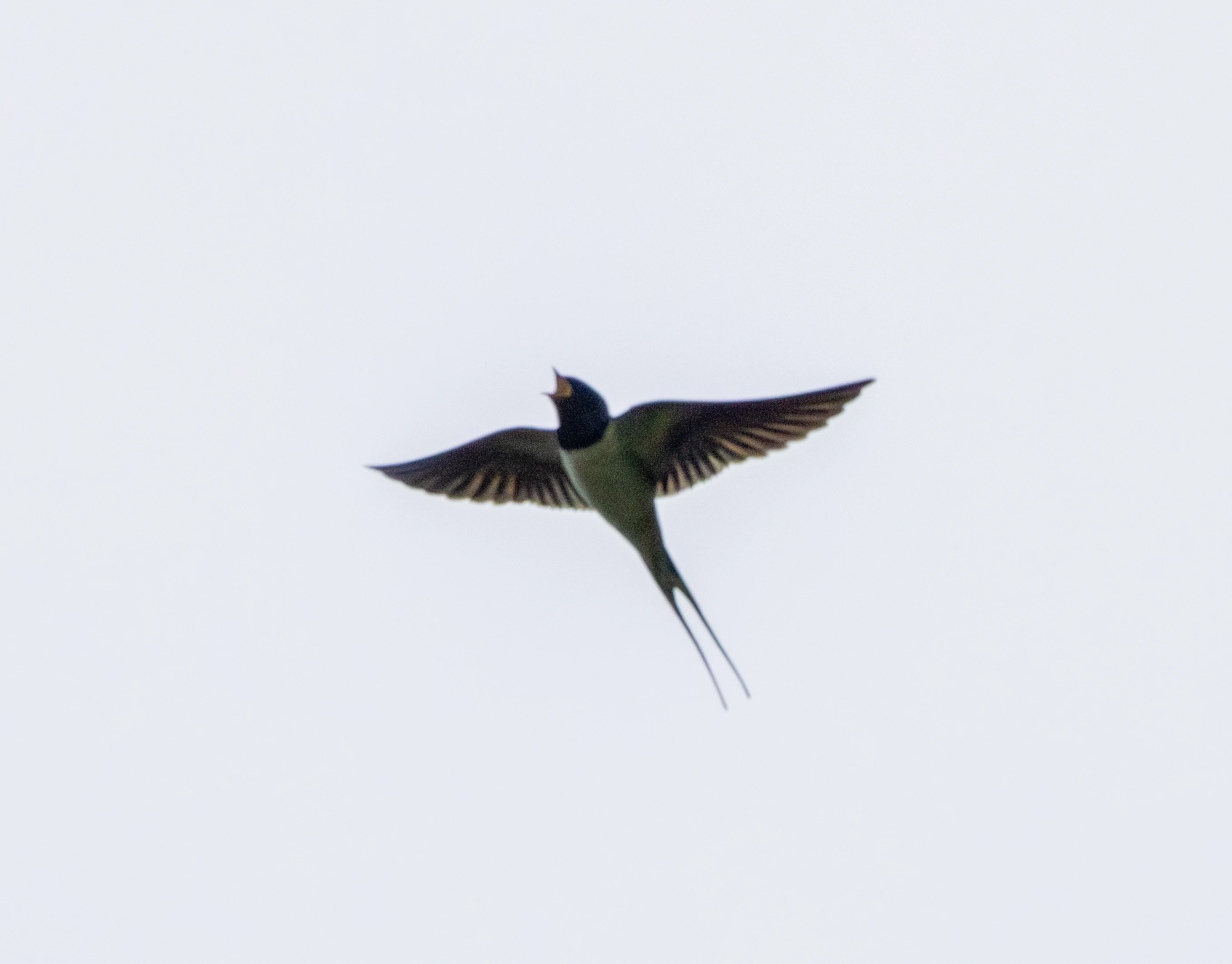 Barn Swallow in flight — photo by Adam Prugel-Bennett