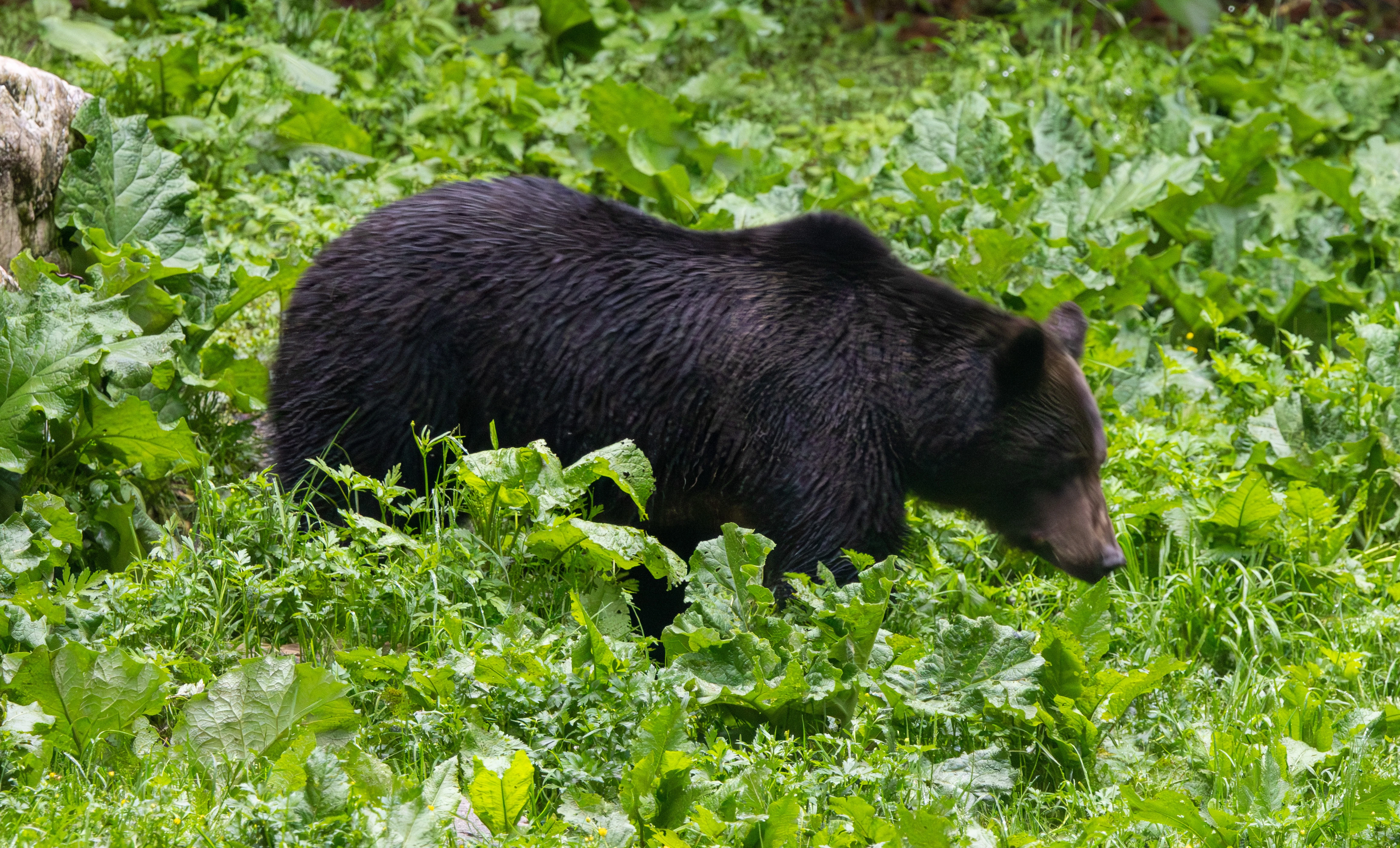 Brown Bear — photo by Adam Prugel-Bennett