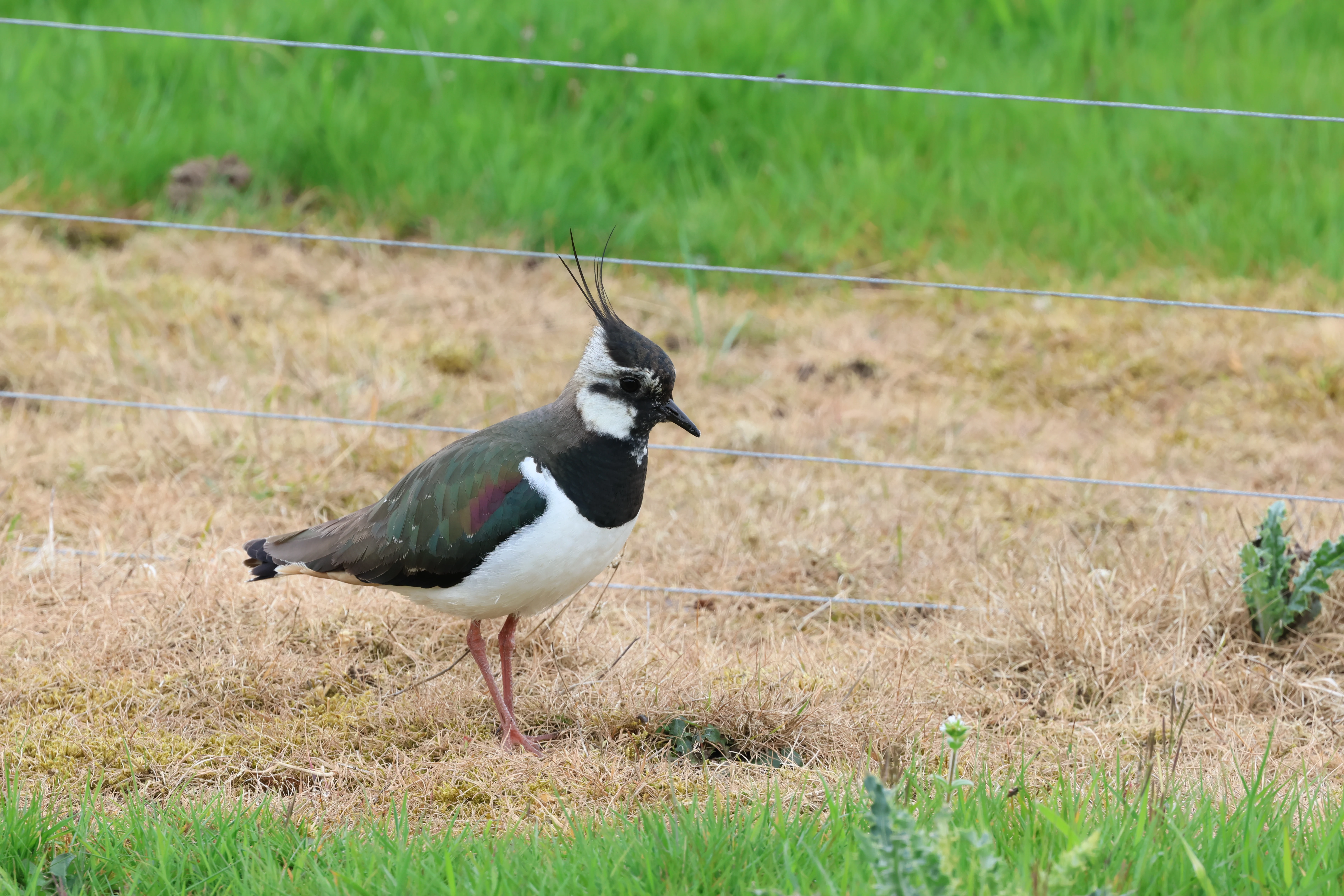 Lapwing, Lower Test, Totton, New Forest, UK — photo by Adam Prugel-Bennett