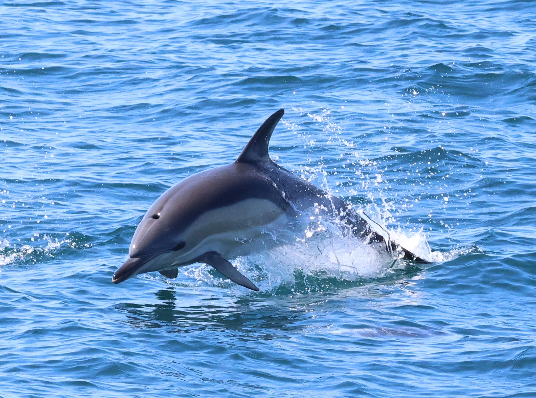 Common Dolphin, Falmouth, Cornwal, UK — photo by Adam Prugel-Bennett