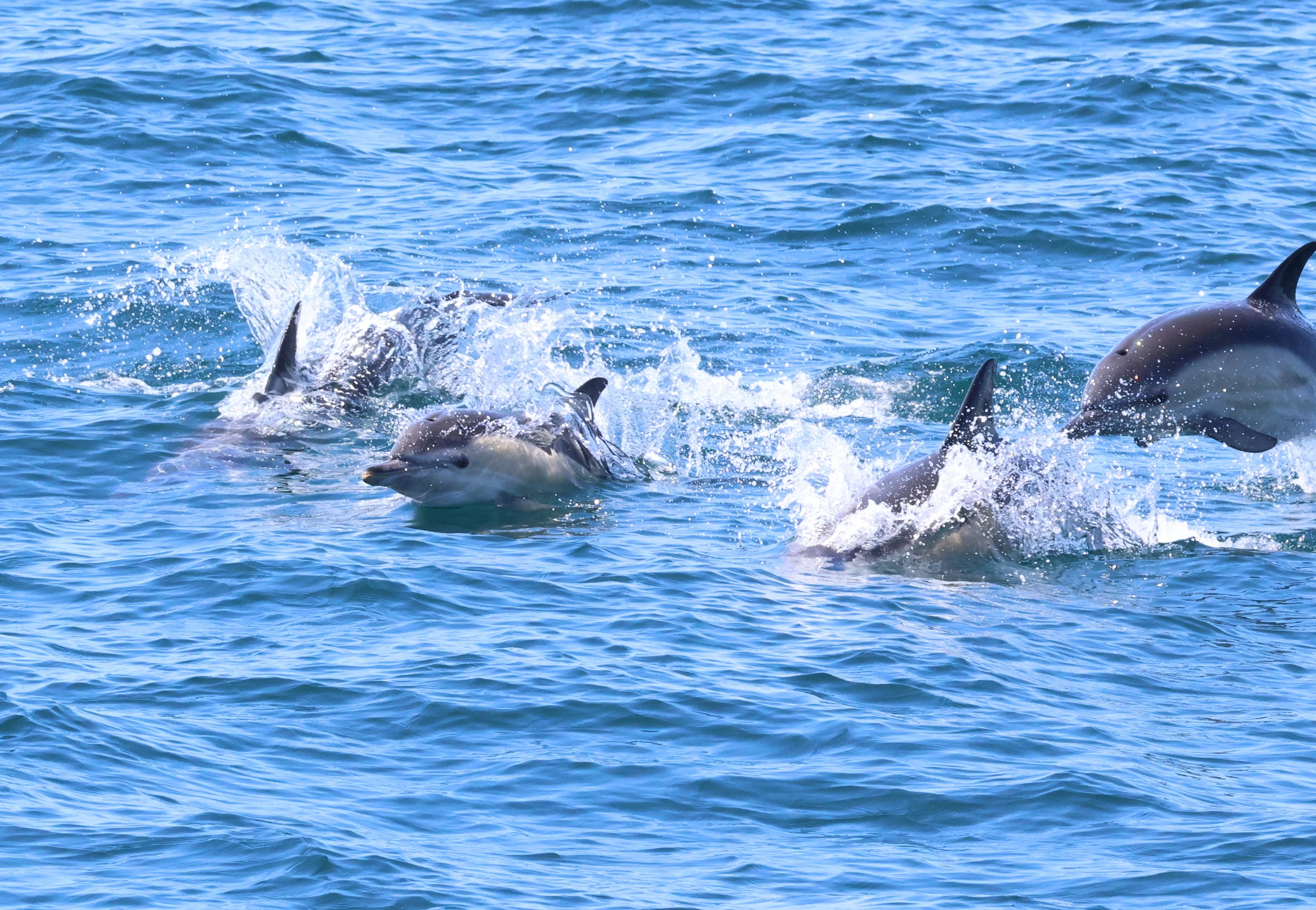 Common Dolphin, Falmouth, Cornwal, UK — photo by Adam Prugel-Bennett