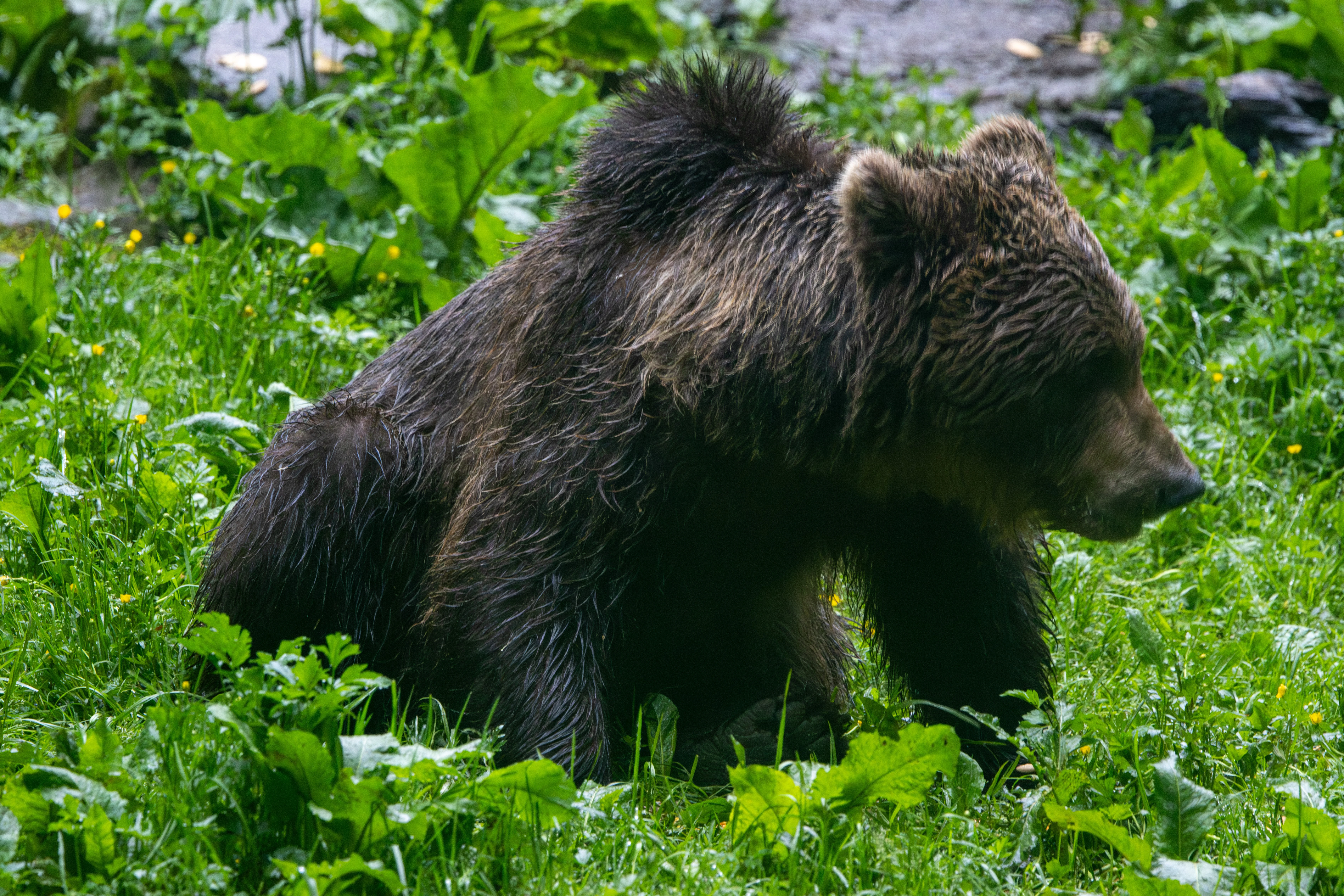 Brown Bear — photo by Adam Prugel-Bennett
