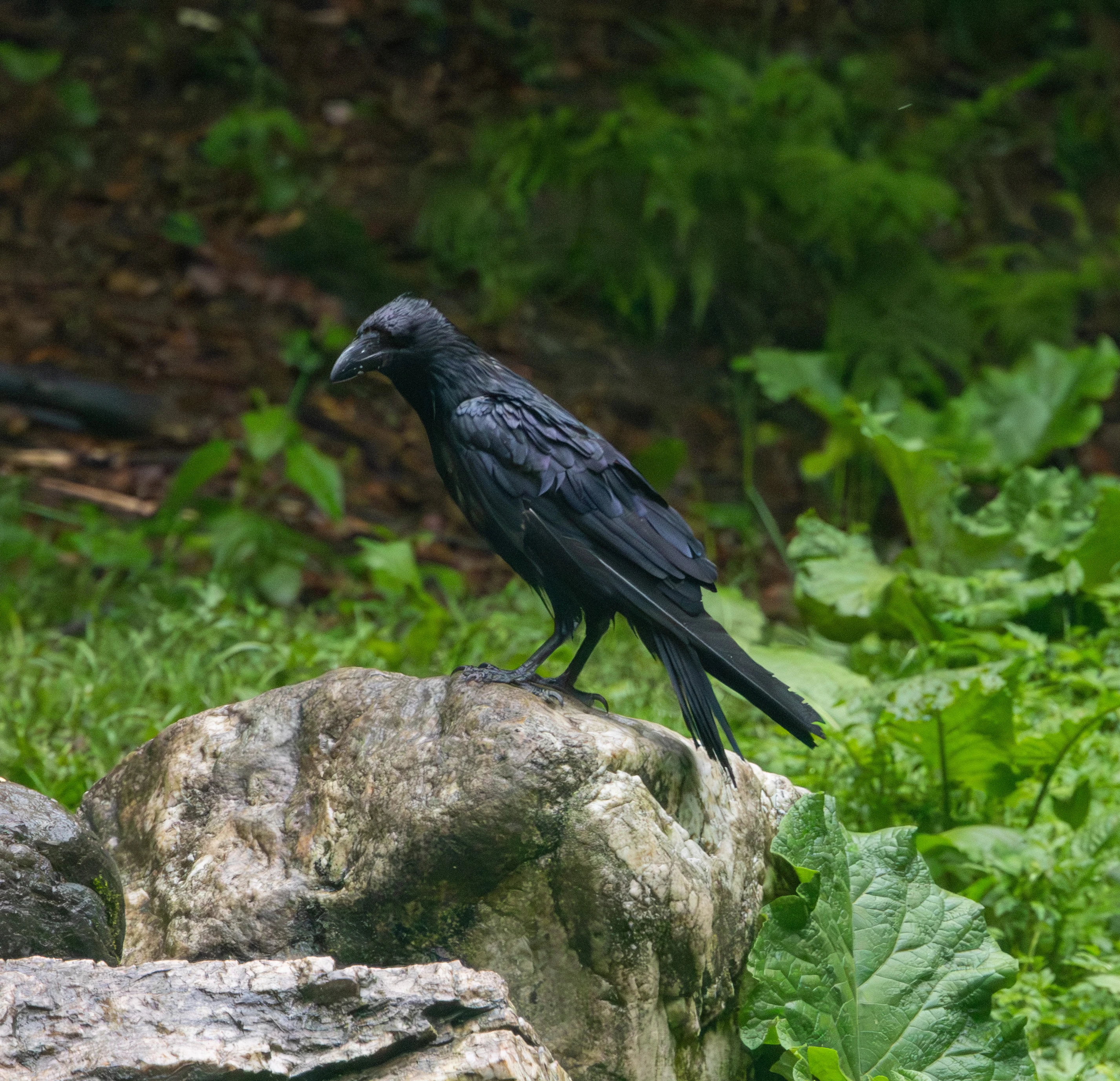Common Raven — photo by Adam Prugel-Bennett