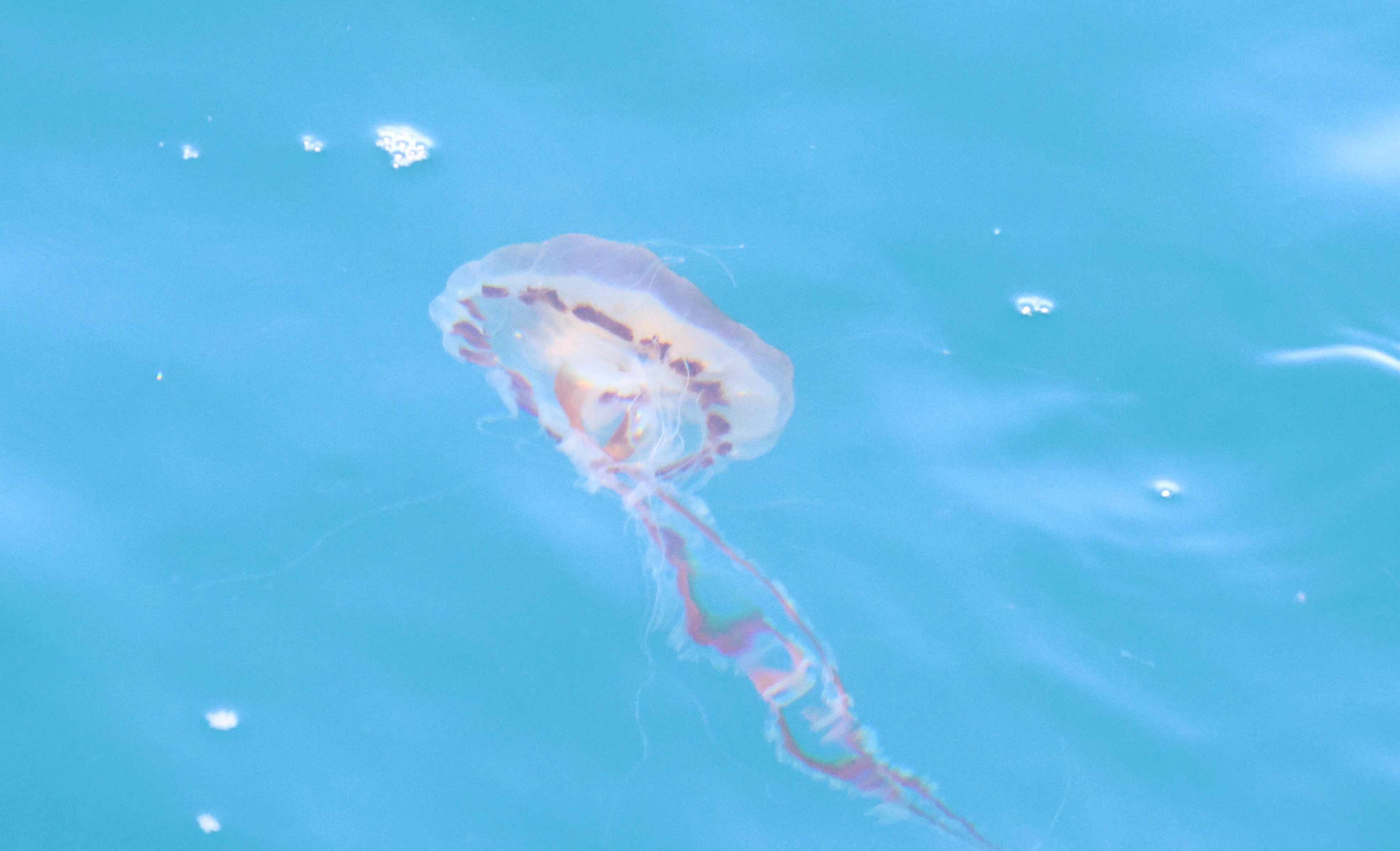 Jellyfish, Falmouth, Cornwal, UK — photo by Adam Prugel-Bennett