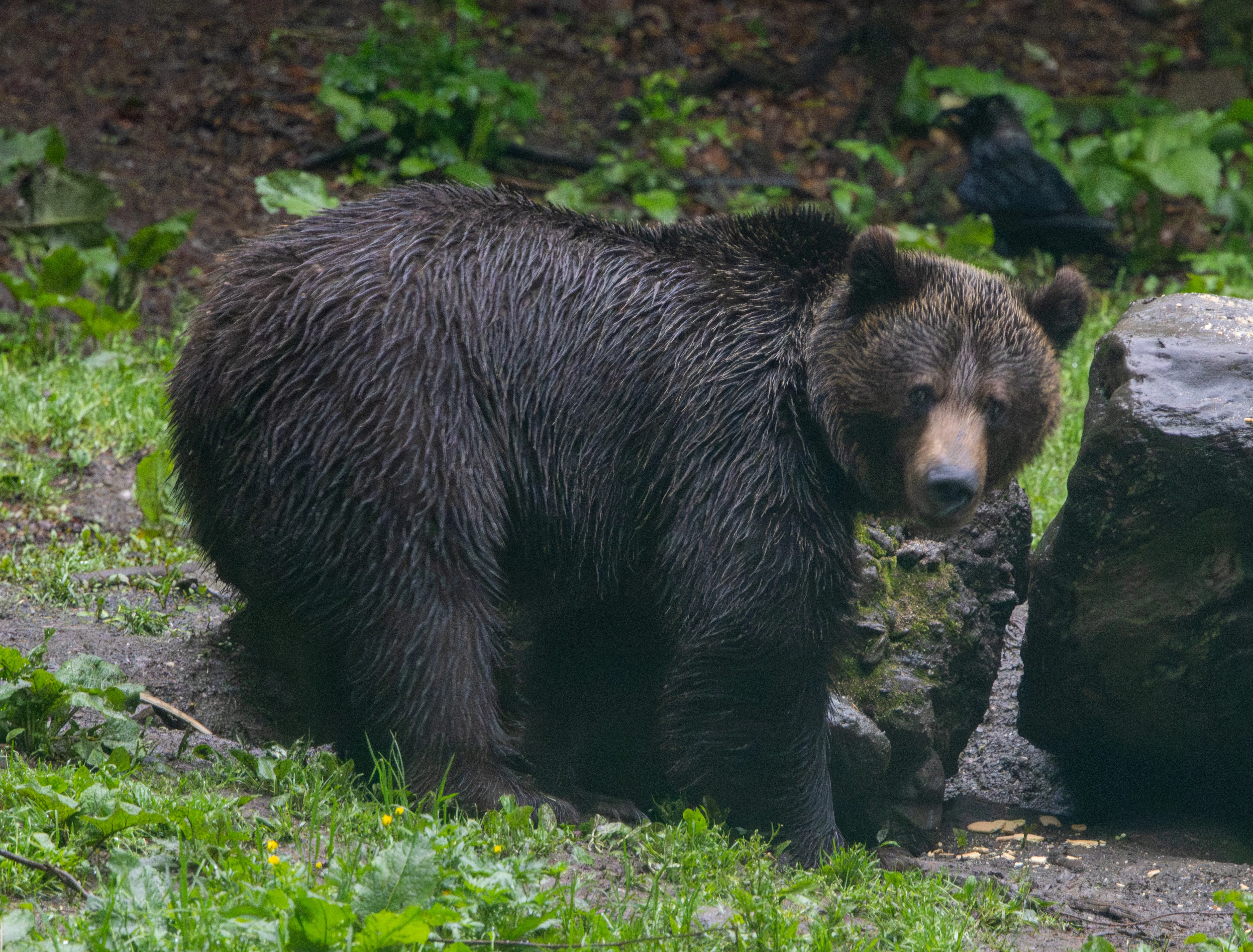 Brown Bear — photo by Adam Prugel-Bennett