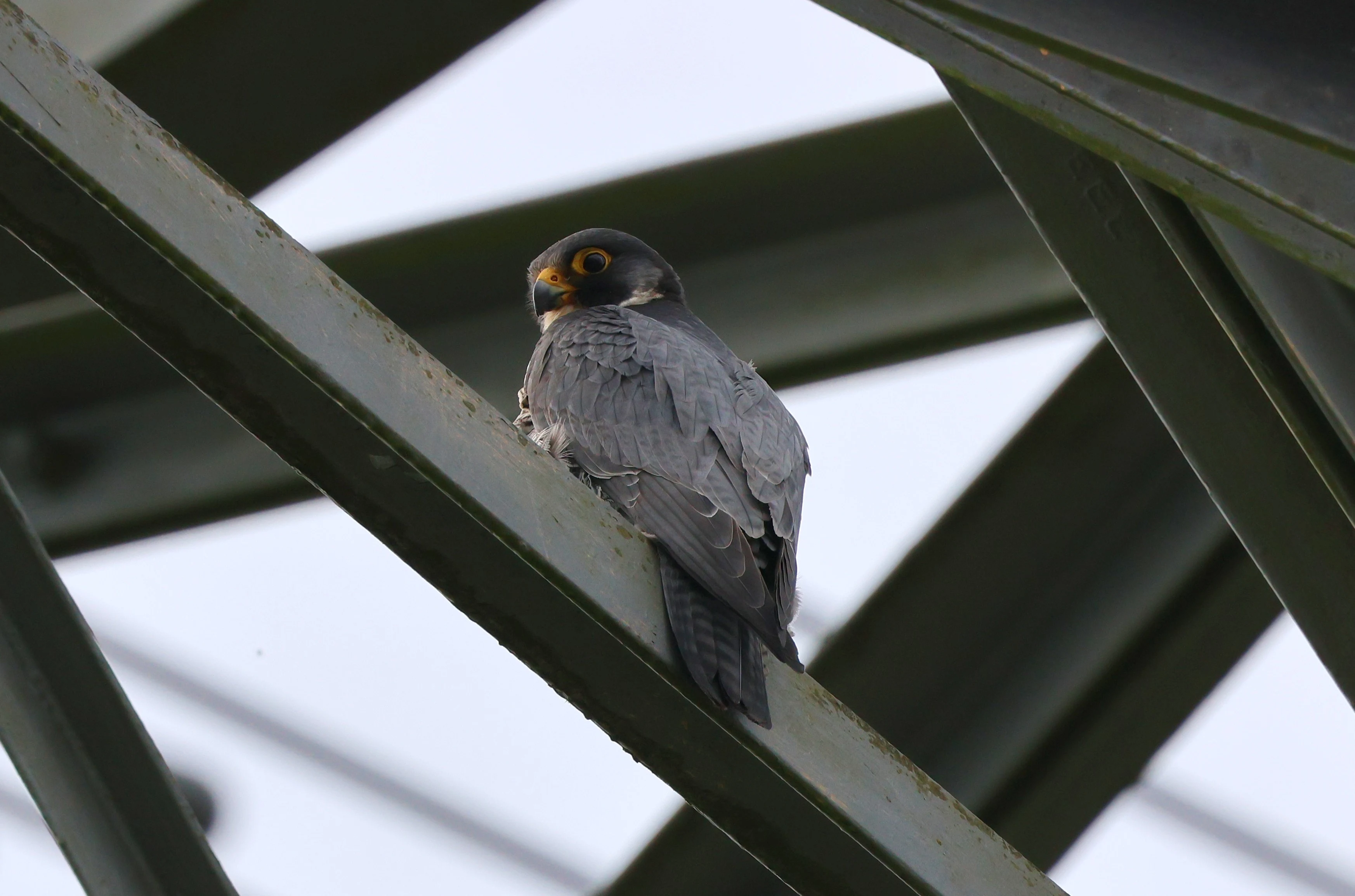 Peregrine Falcon, Lower Test, Totton, New Forest, UK — photo by Adam Prugel-Bennett