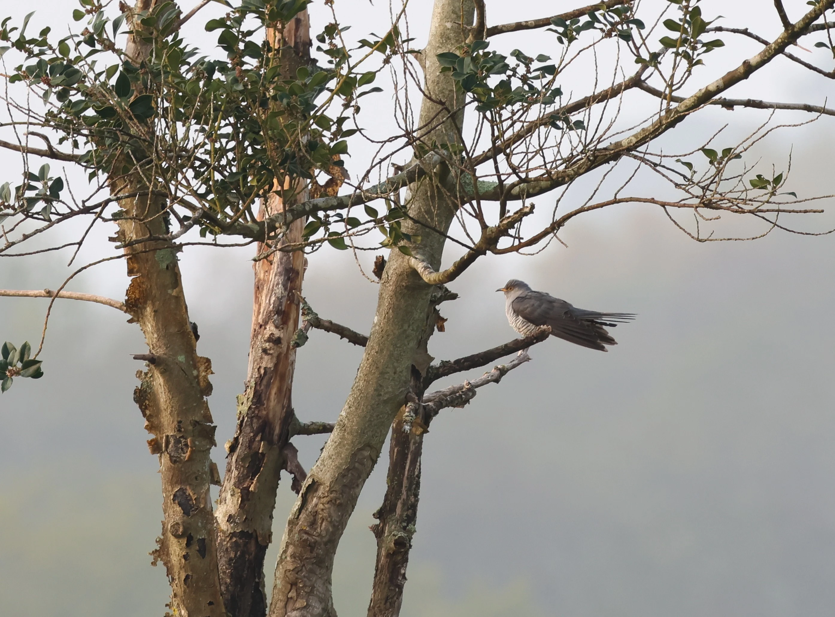 Cuckoo, Deerleap, Ashurst, New Forest, UK — photo by Adam Prugel-Bennett