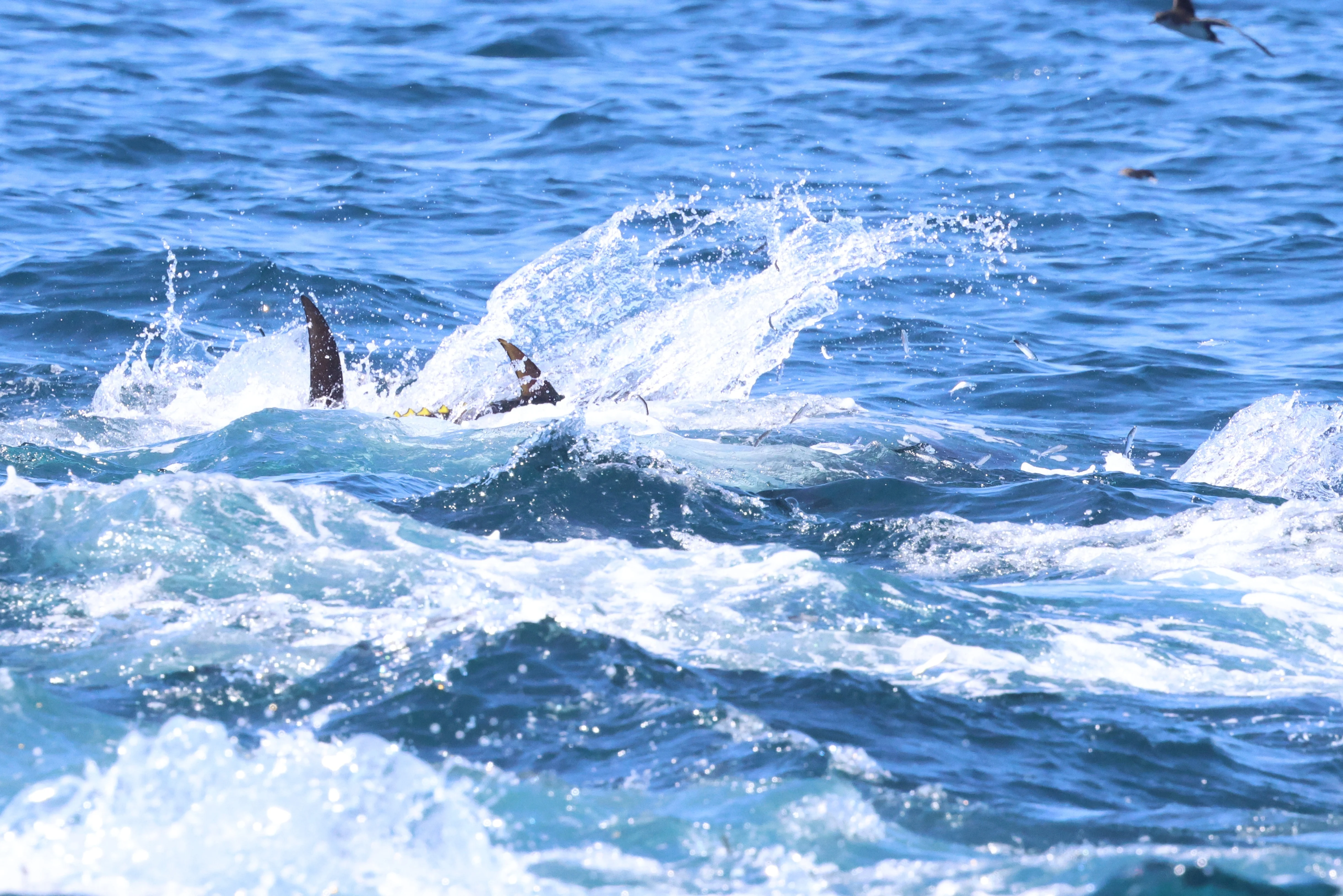 Atlantic bluefin tuna, Falmouth, Cornwal, UK — photo by Adam Prugel-Bennett