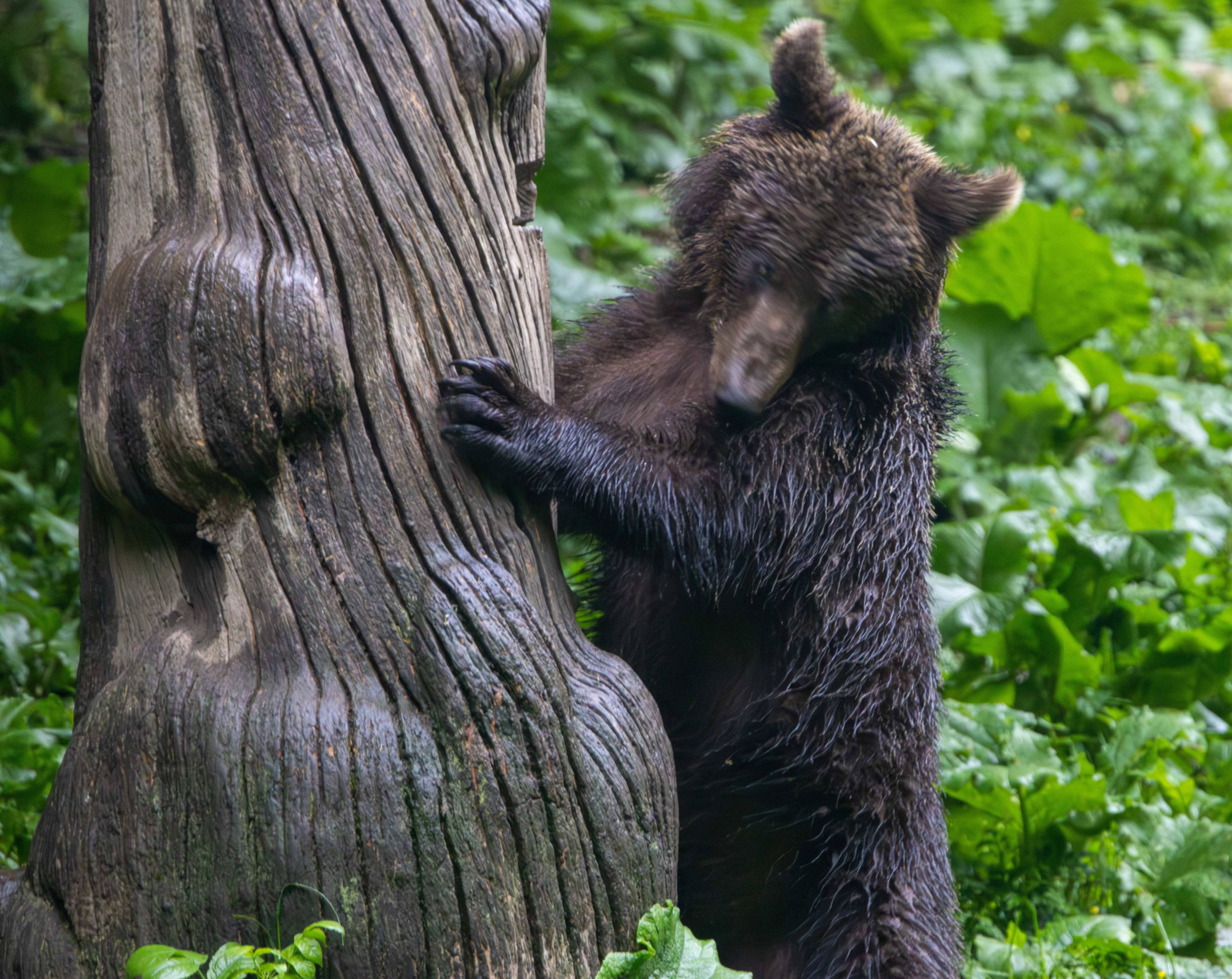 Brown Bear Cub Climbing Tree — photo by Adam Prugel-Bennett