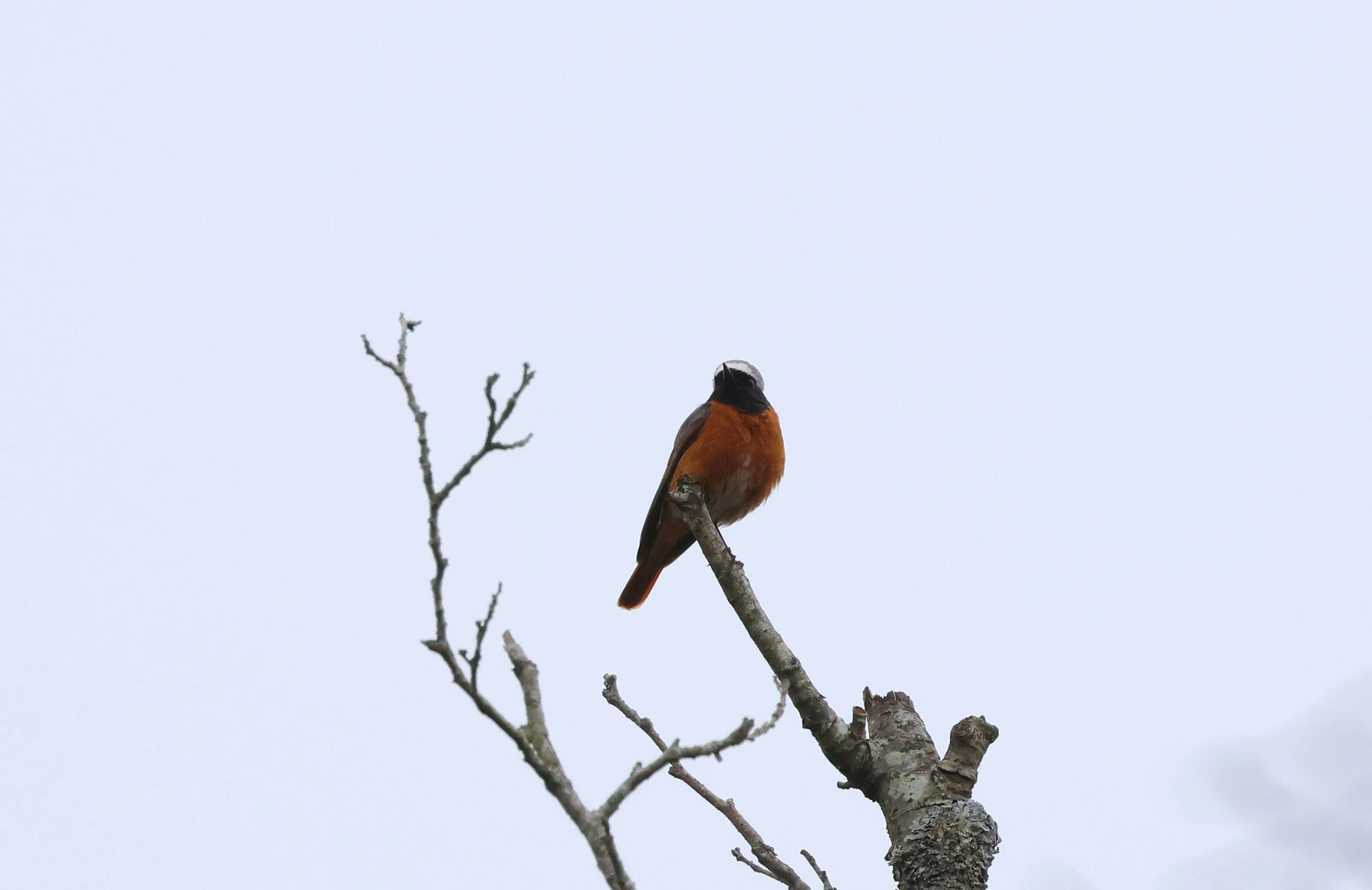 Common Redstart, Deerleap, Ashurst, New Forest, UK — photo by Adam Prugel-Bennett