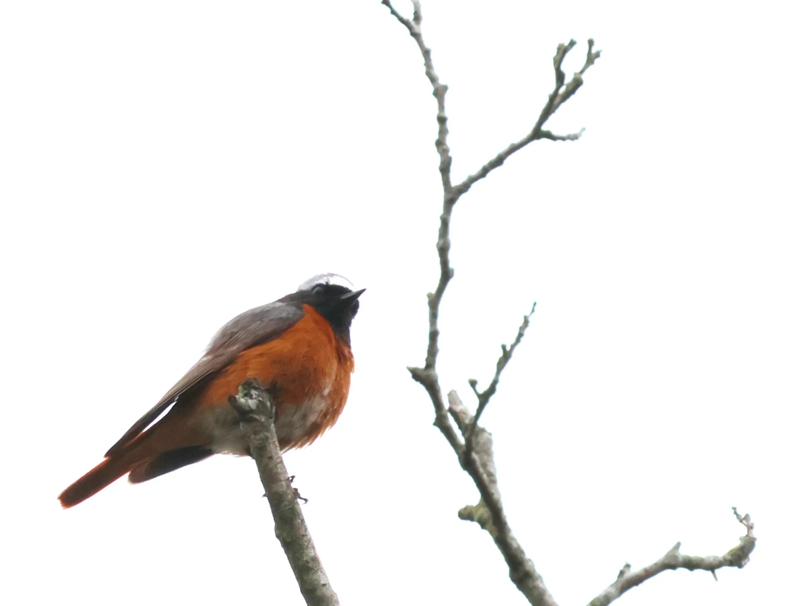 Common Redstart — photo by Adam Prugel-Bennett