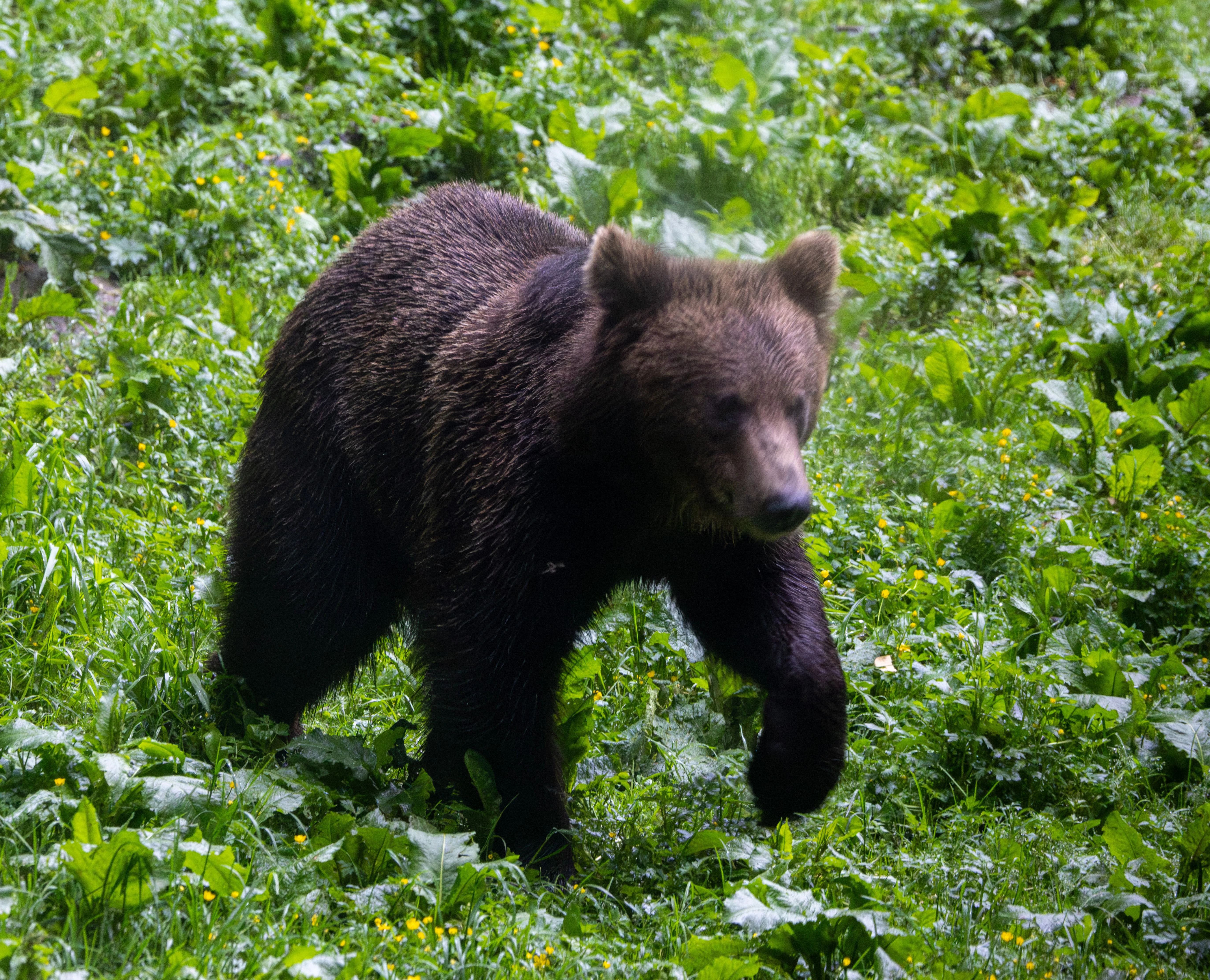 Brown Bear — photo by Adam Prugel-Bennett