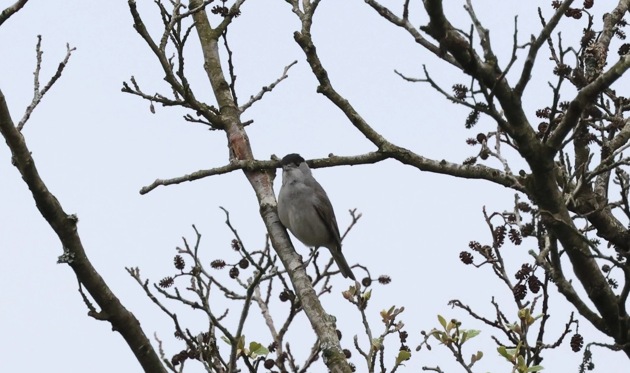 Blackcap, Deerleap, Ashurst, New Forest, UK — photo by Adam Prugel-Bennett