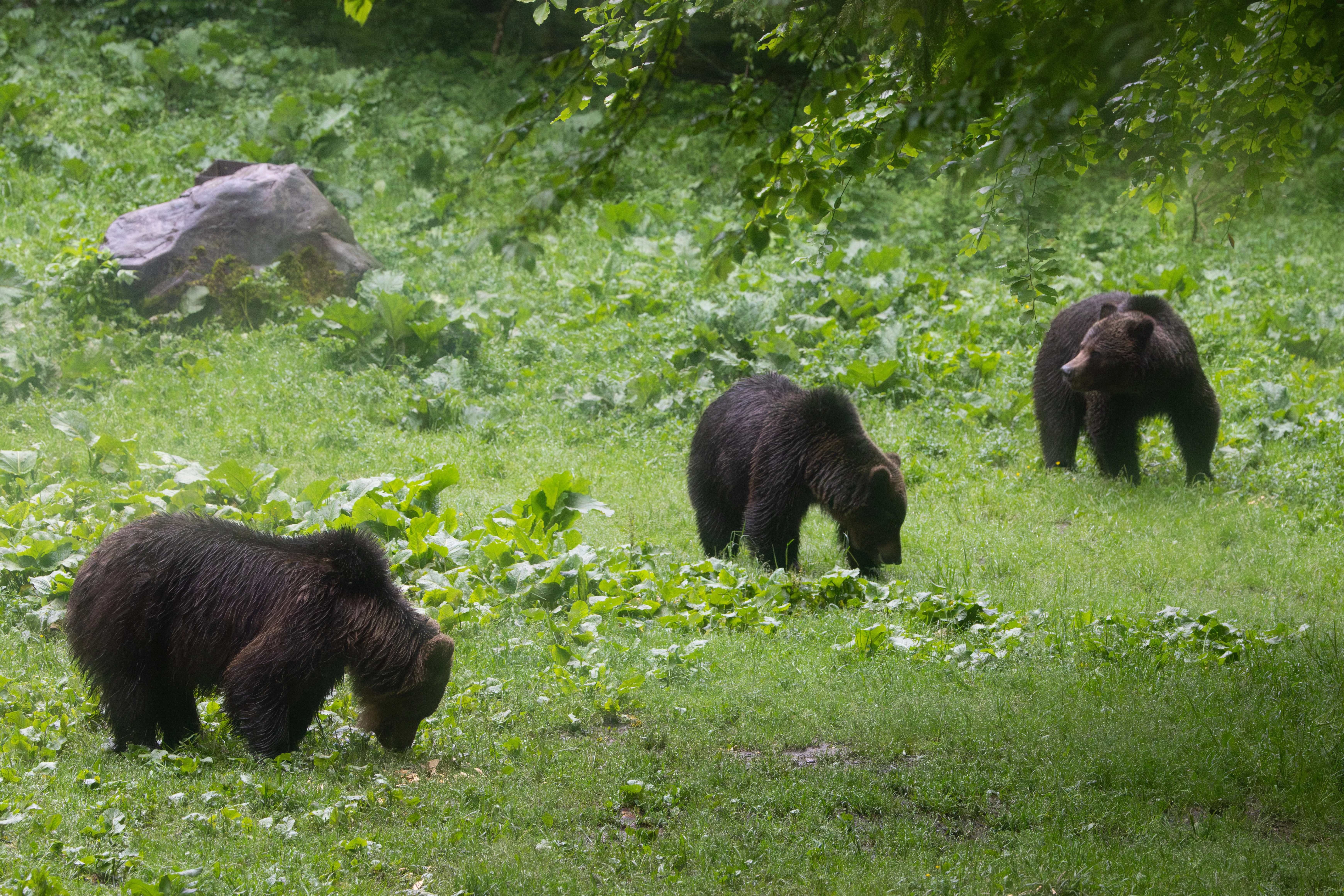 Brown Bears — photo by Adam Prugel-Bennett