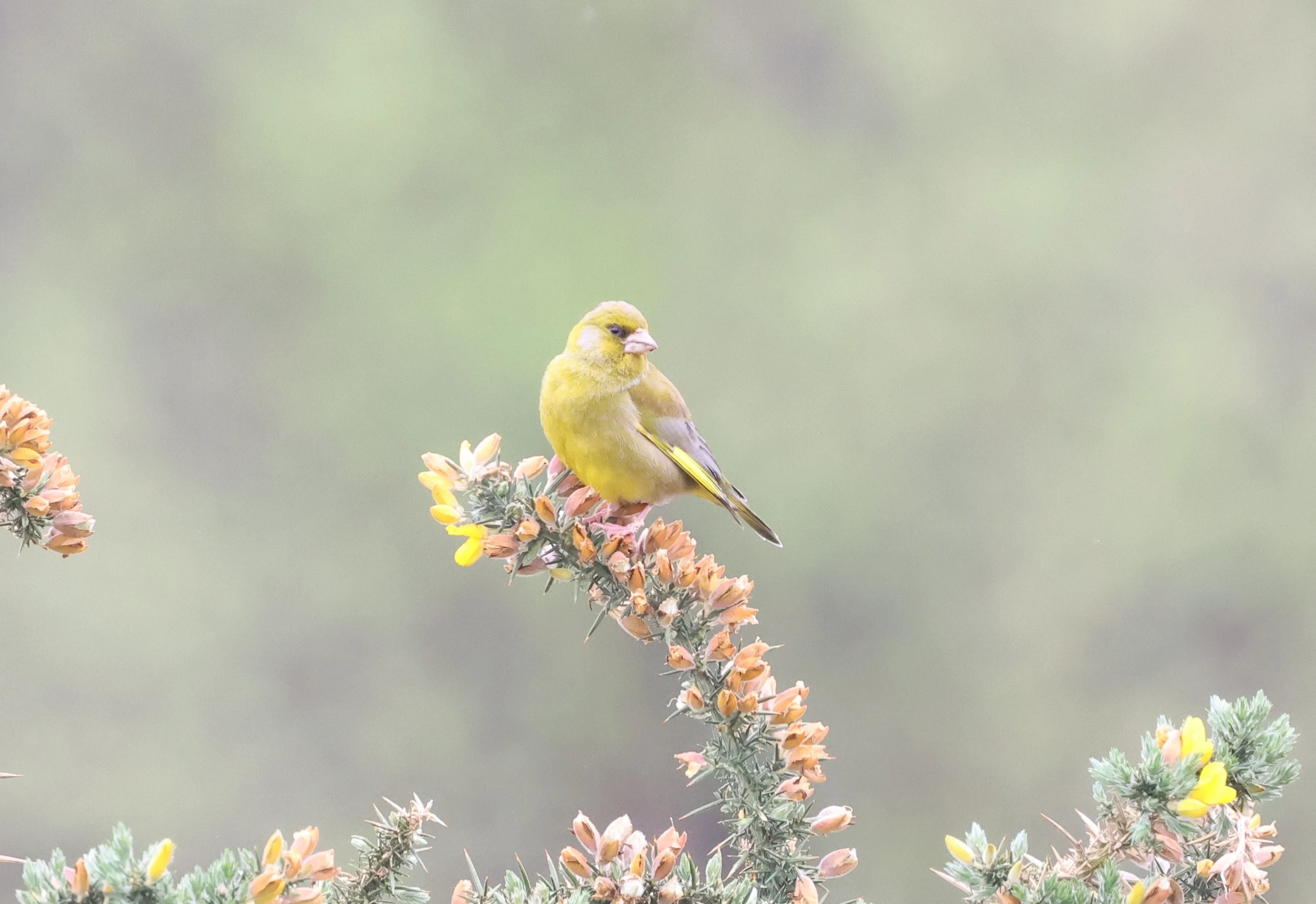 Greenfinch, Deerleap, Ashurst, New Forest, UK — photo by Adam Prugel-Bennett