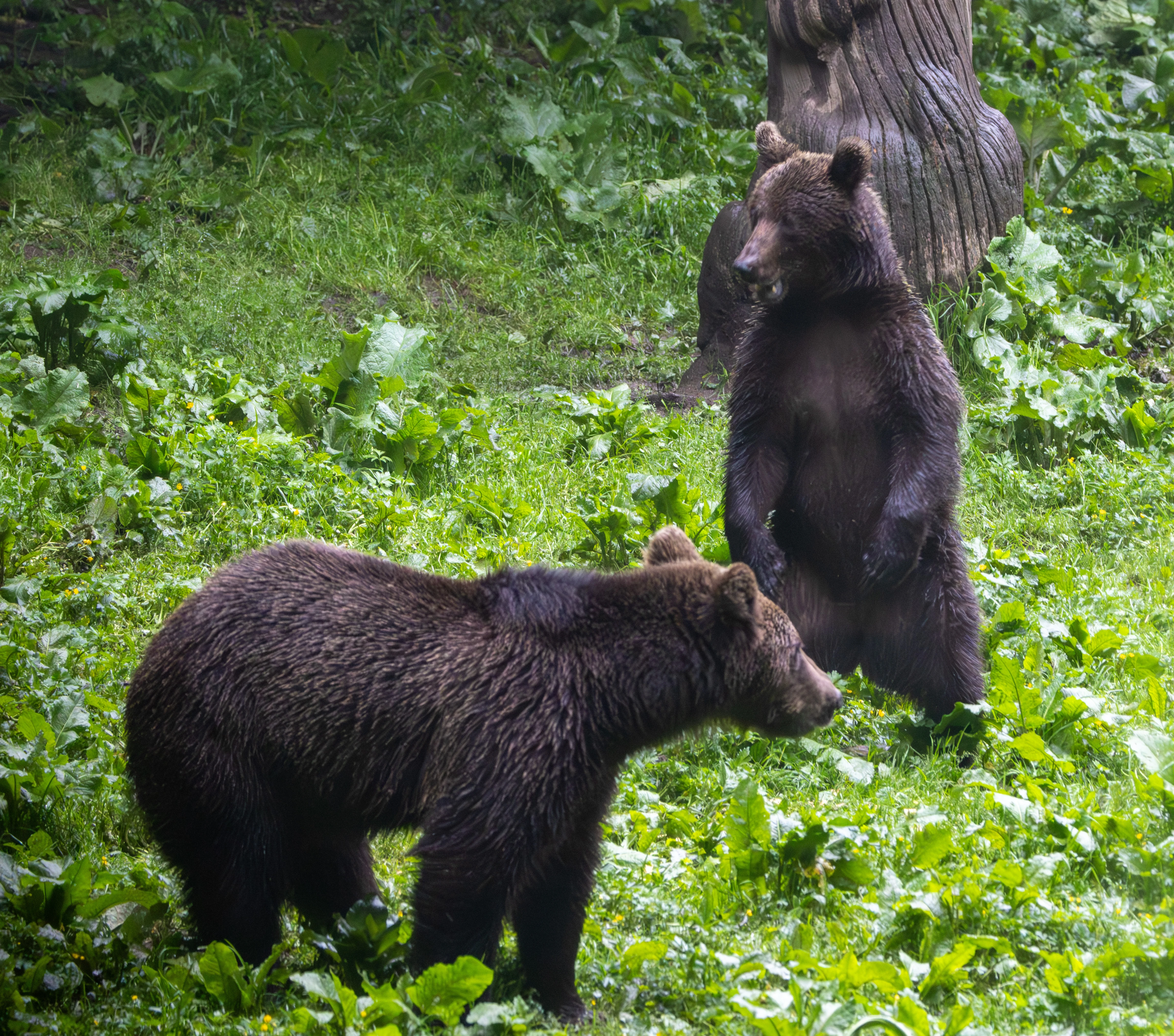 Brown Bears — photo by Adam Prugel-Bennett