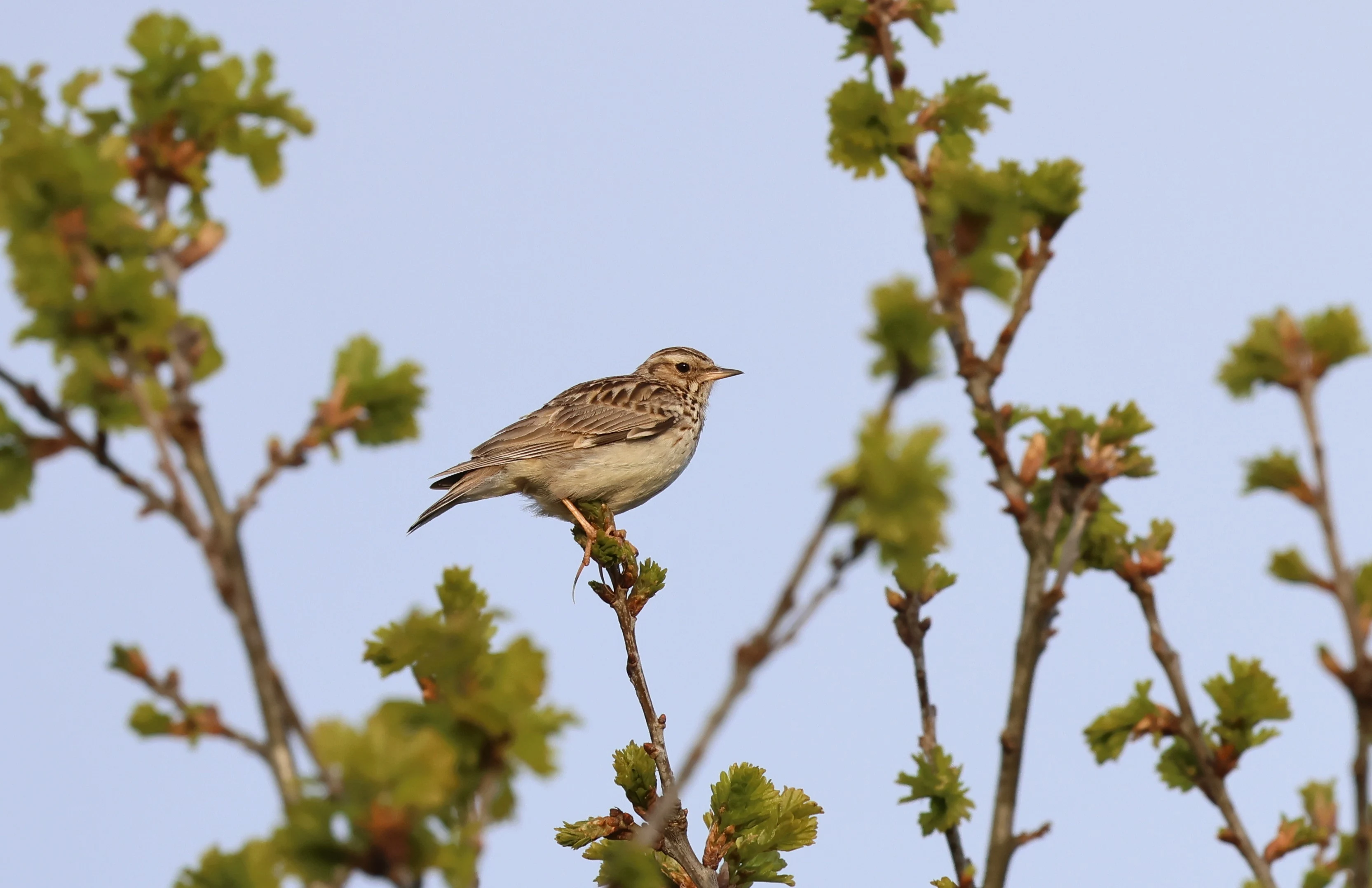 Woodlark, Deerleap, Ashurst, New Forest, UK — photo by Adam Prugel-Bennett