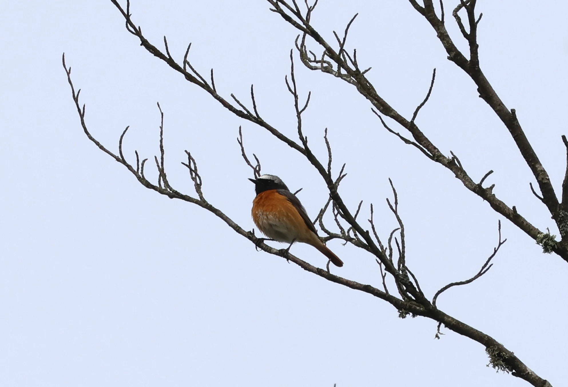 Common Redstart, Deerleap, Ashurst, New Forest, UK — photo by Adam Prugel-Bennett