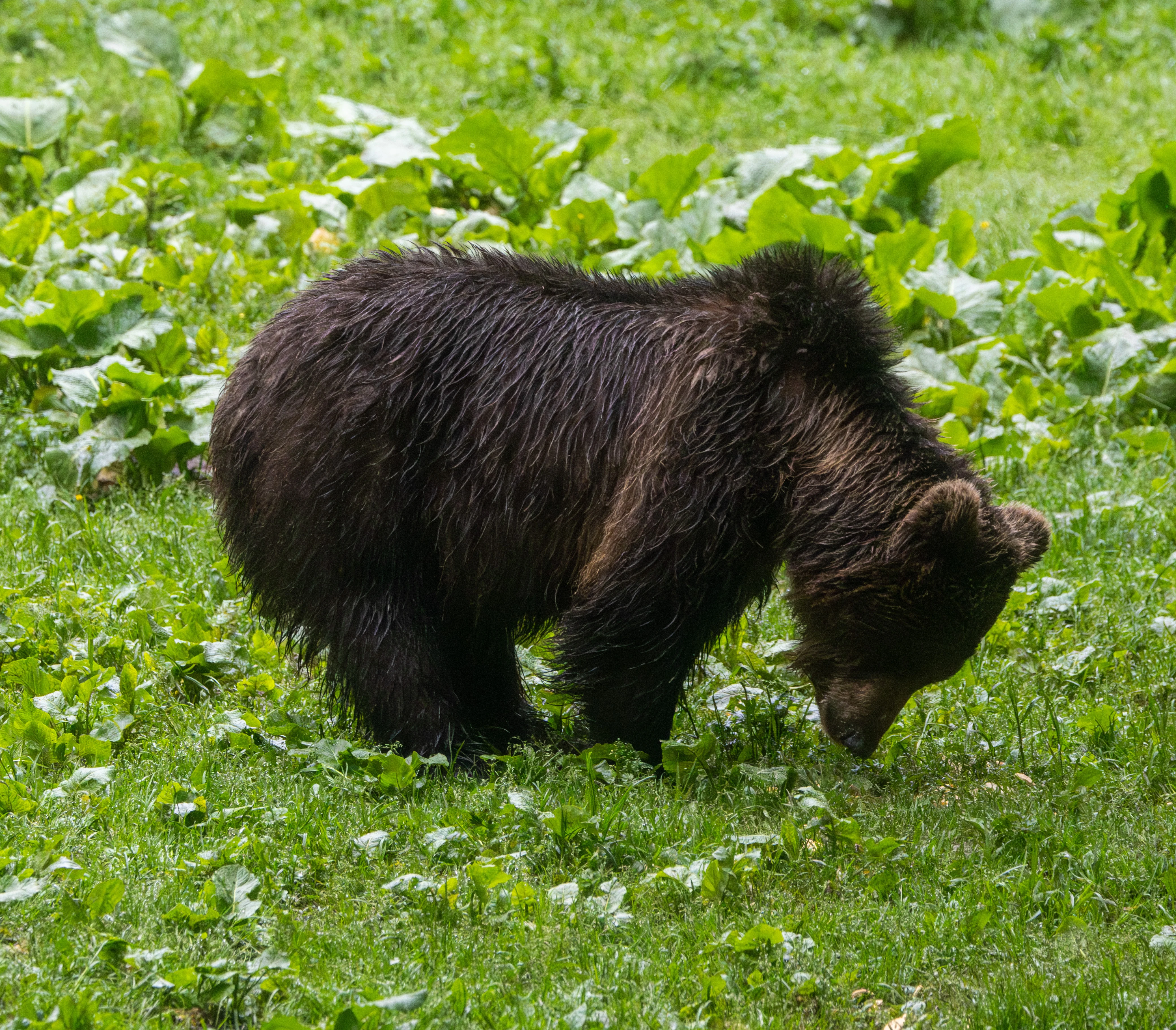Brown Bear — photo by Adam Prugel-Bennett
