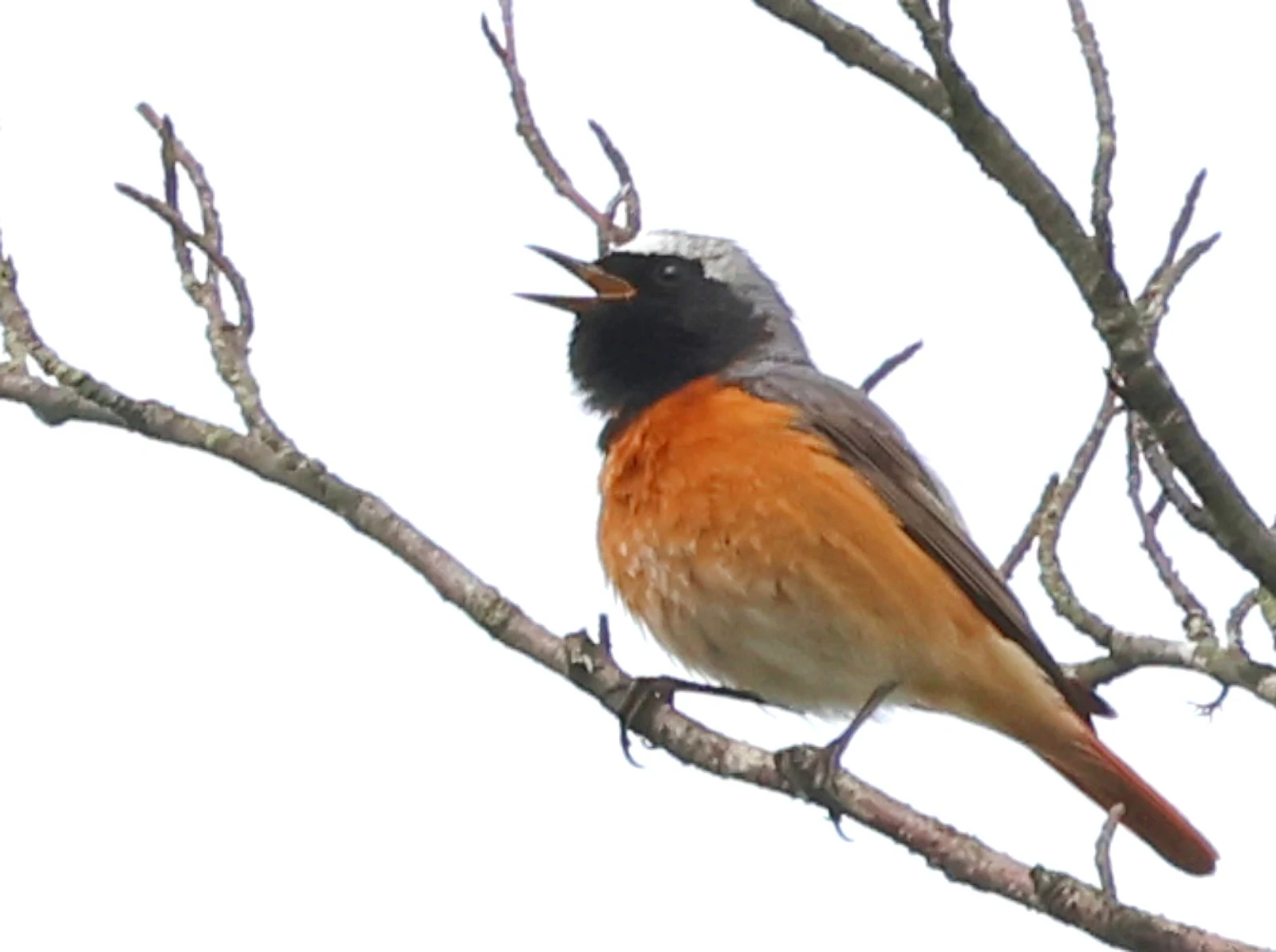 Common Redstart — photo by Adam Prugel-Bennett