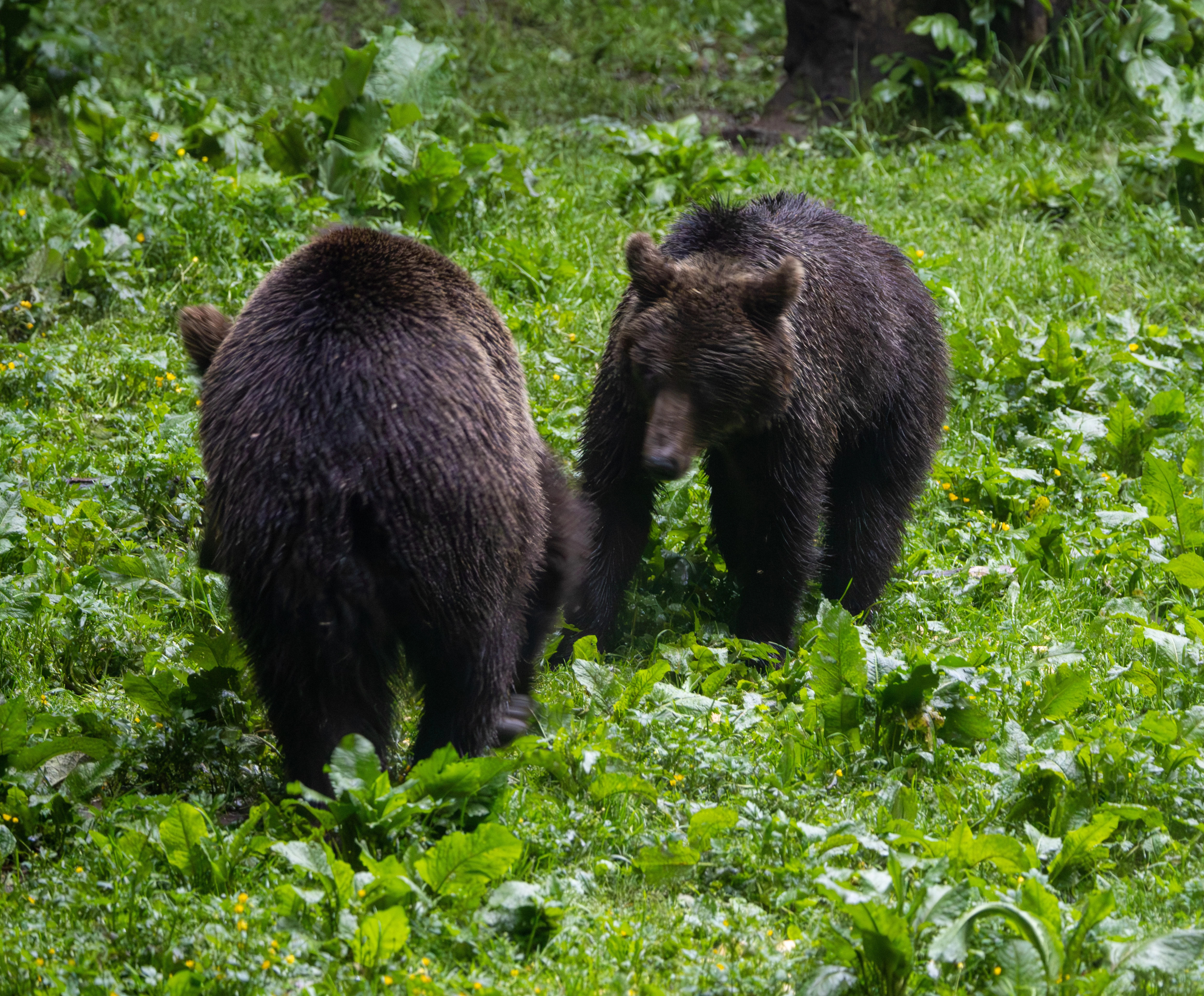 Brown Bears — photo by Adam Prugel-Bennett