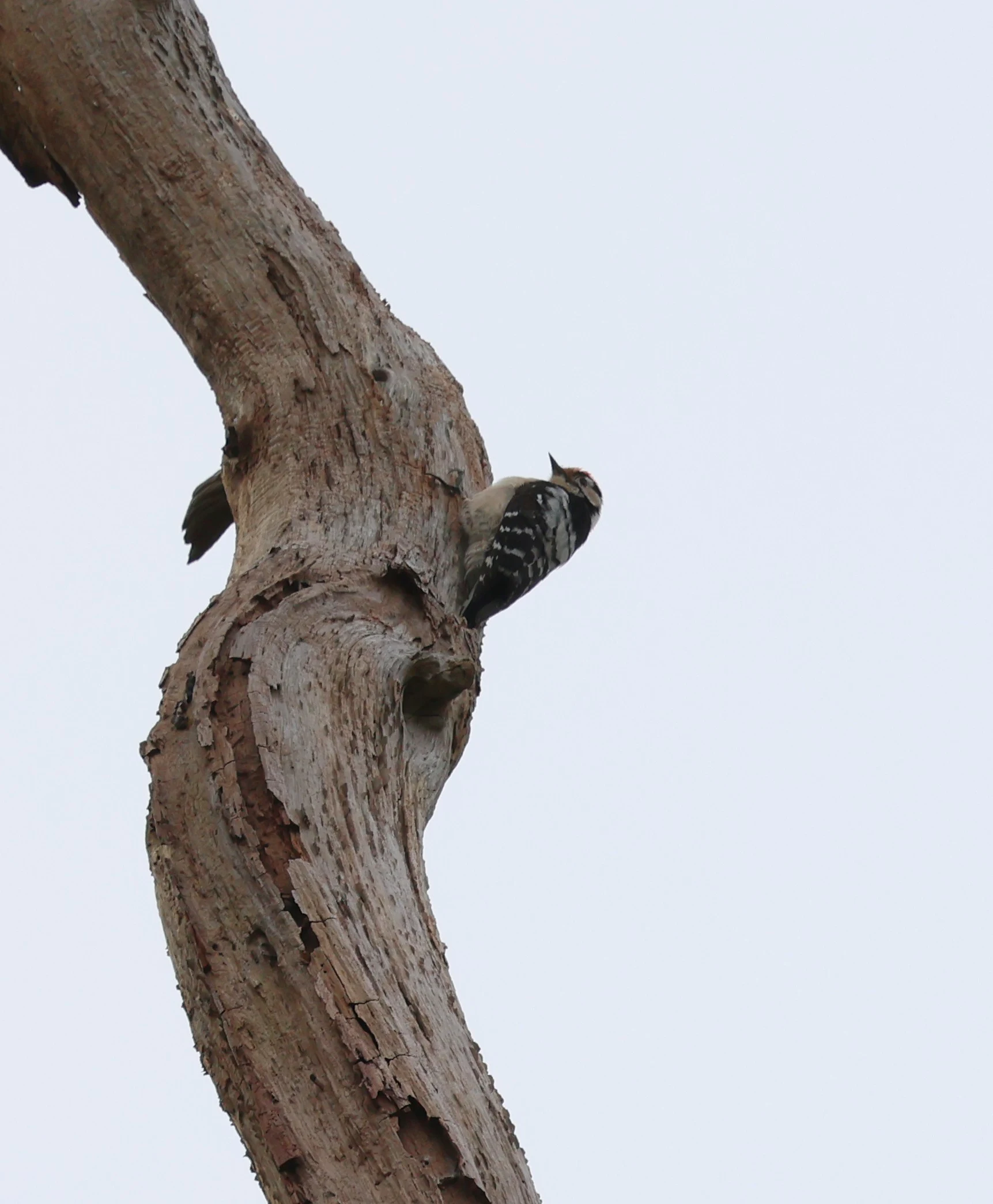 Lesser-spotted Woodpecker, Deerleap, Ashurst, New Forest, UK — photo by Adam Prugel-Bennett