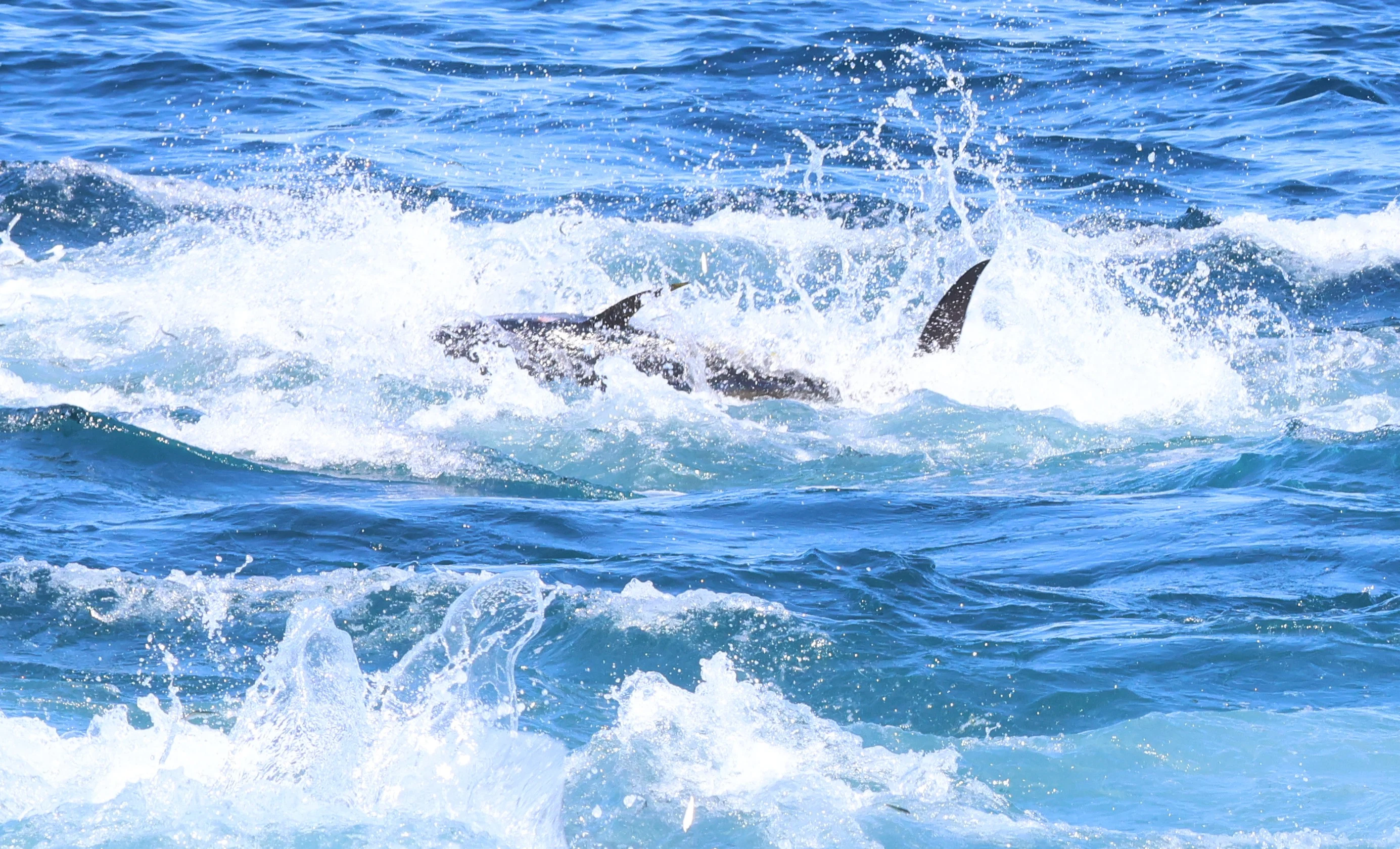 Atlantic bluefin tuna, Falmouth, Cornwal, UK — photo by Adam Prugel-Bennett