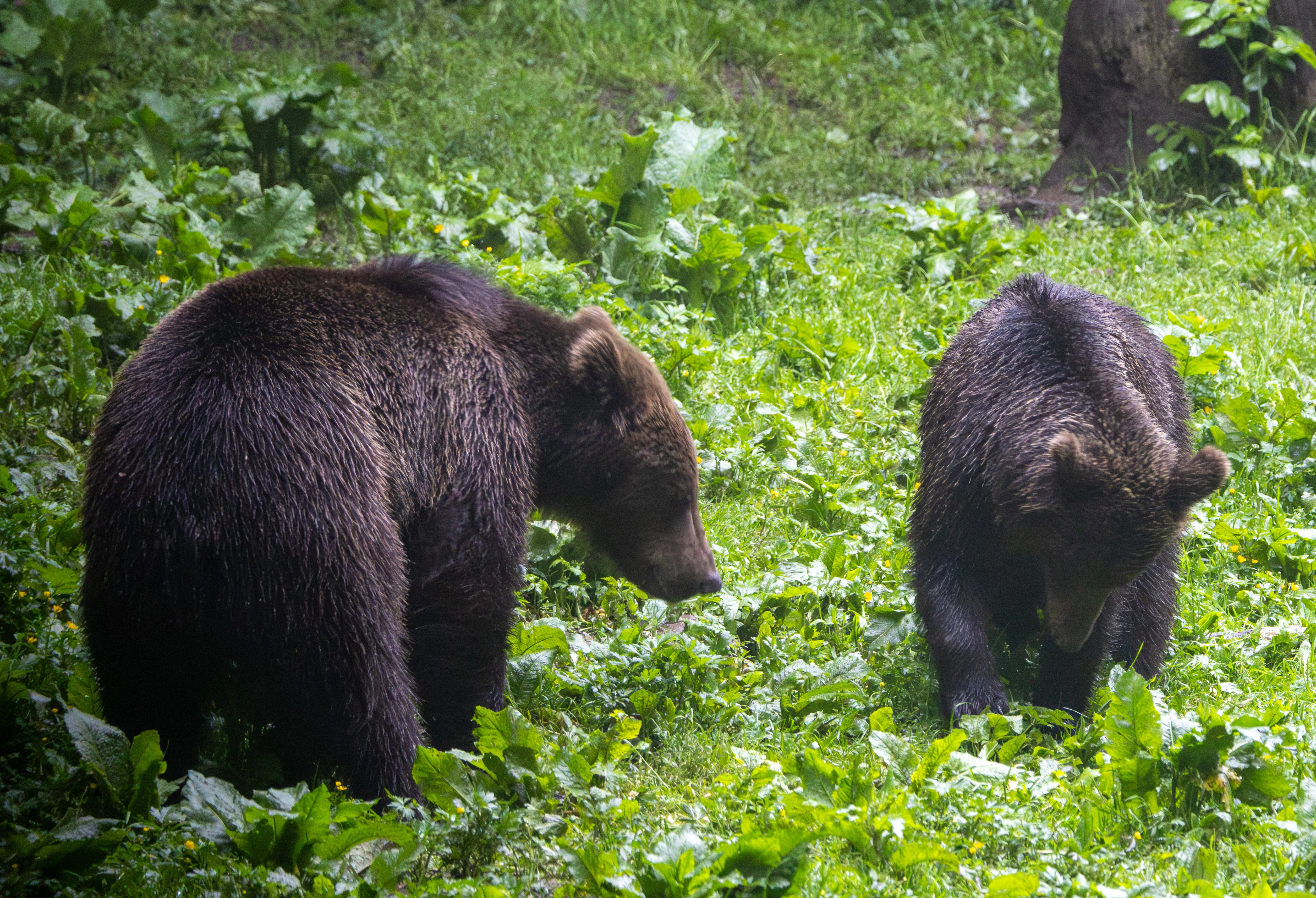 Brown Bears — photo by Adam Prugel-Bennett