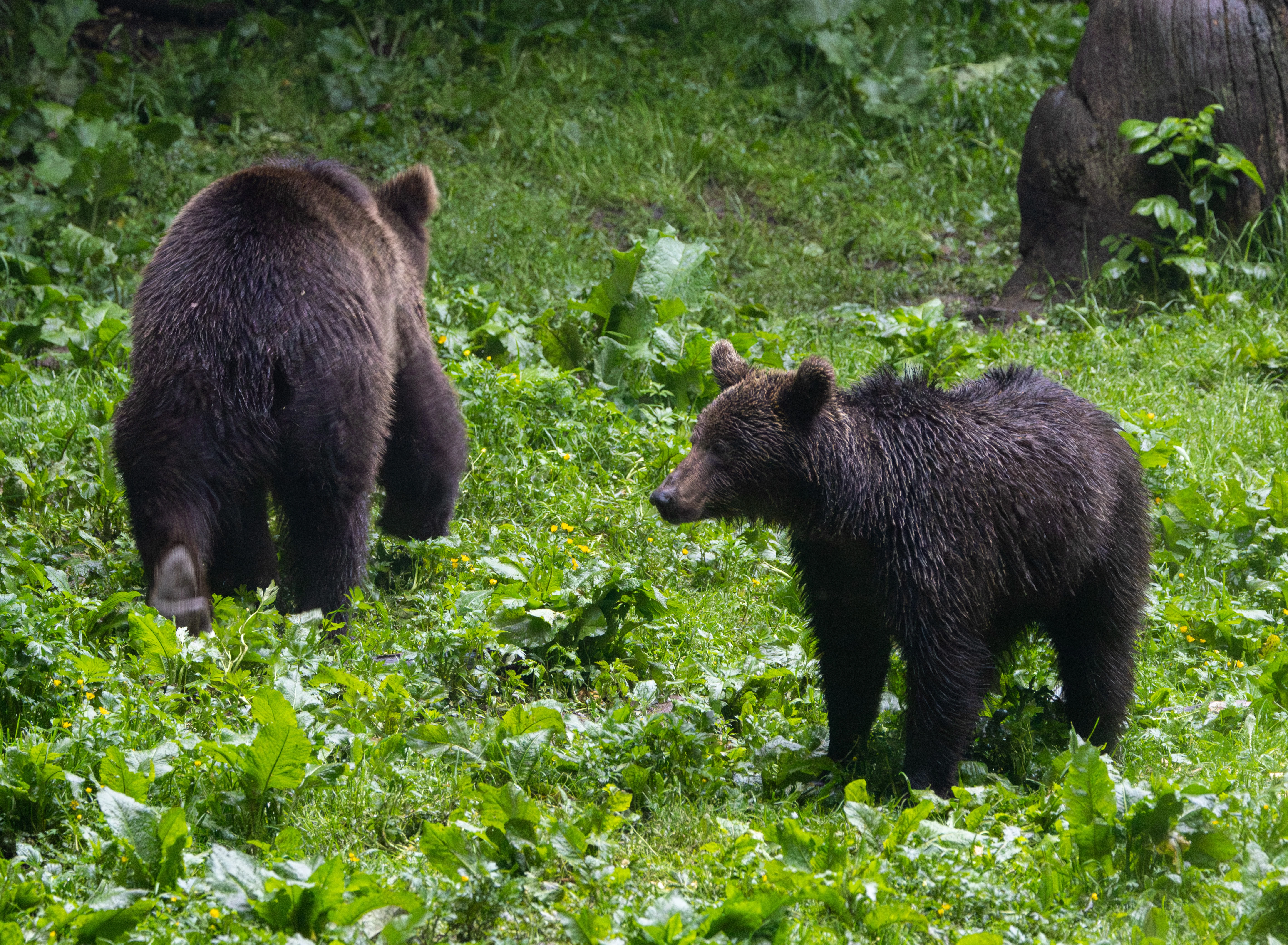 Brown Bears — photo by Adam Prugel-Bennett
