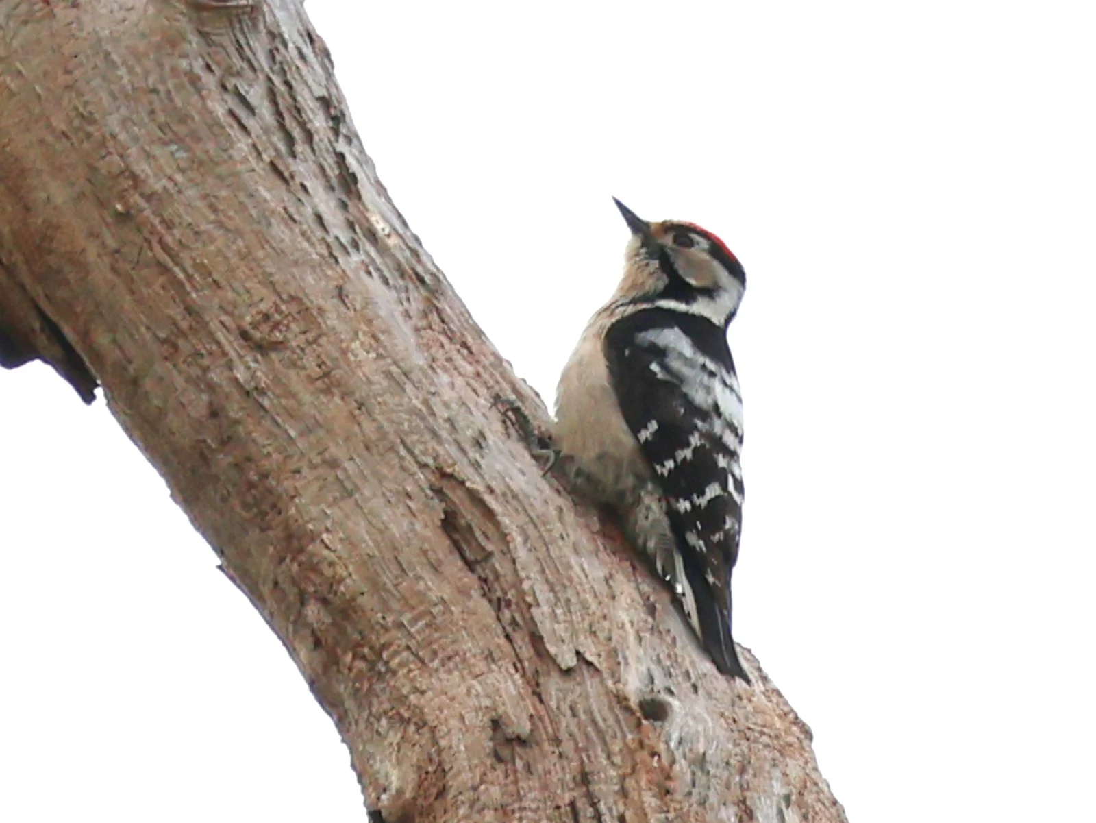 Lesser Spotted Woodpecker — photo by Adam Prugel-Bennett