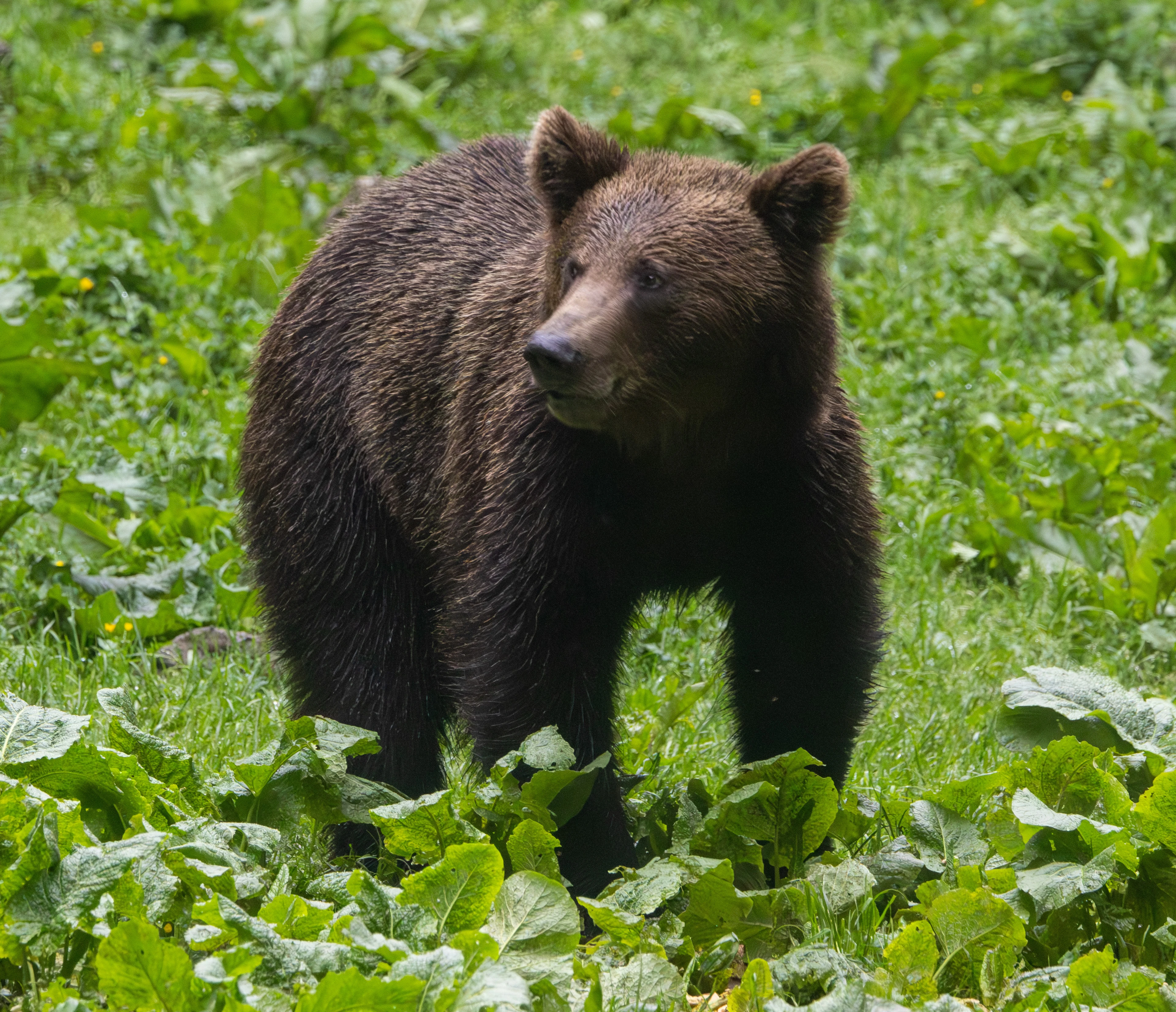 Brown Bear — photo by Adam Prugel-Bennett