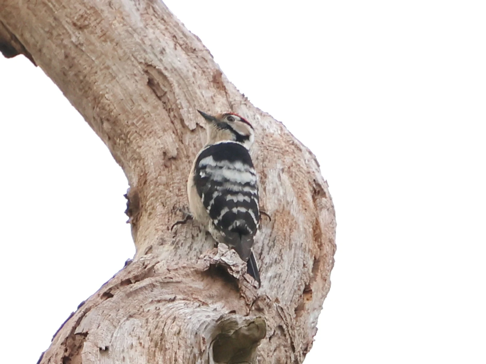 Downy Woodpecker — photo by Adam Prugel-Bennett