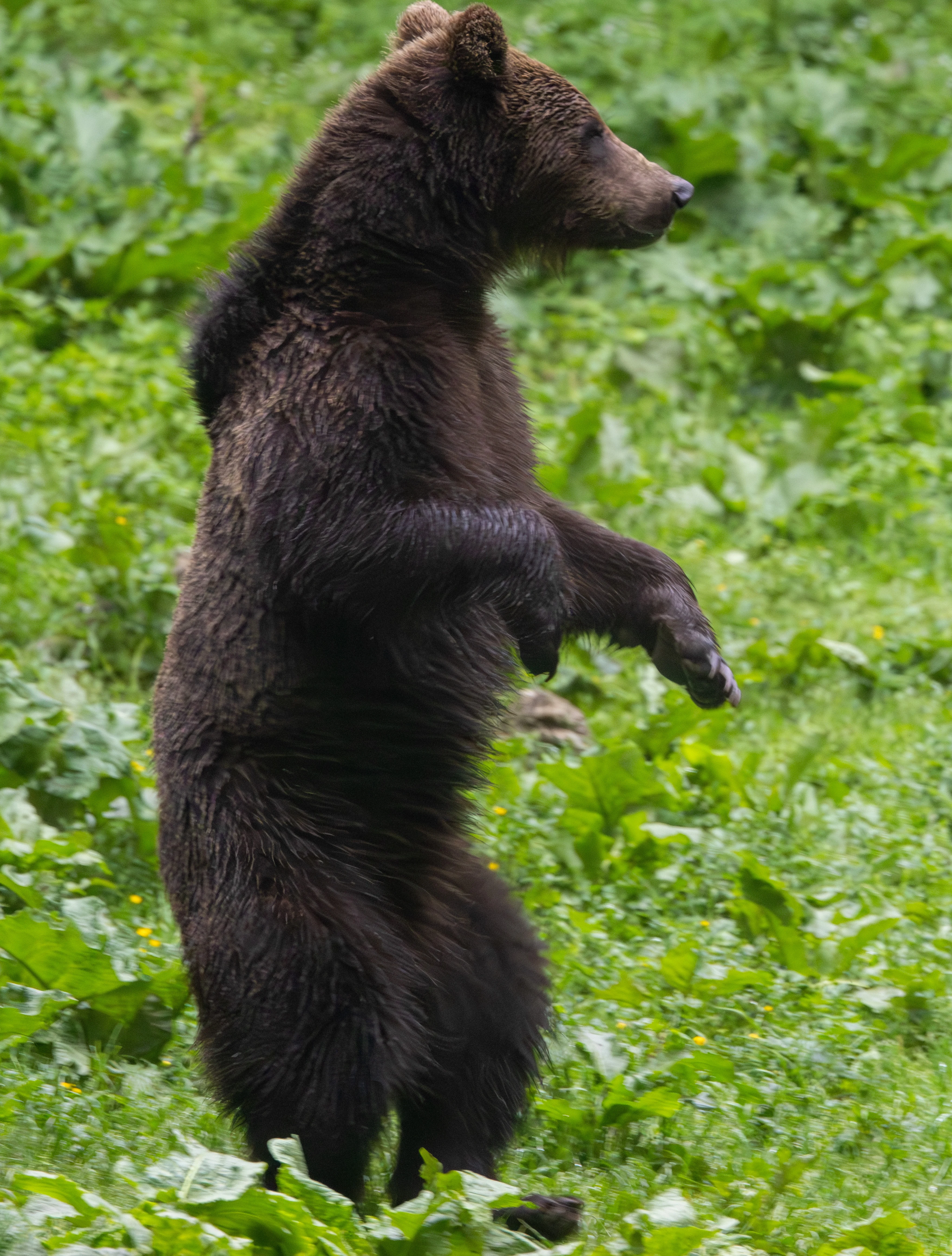 Brown Bear standing — photo by Adam Prugel-Bennett