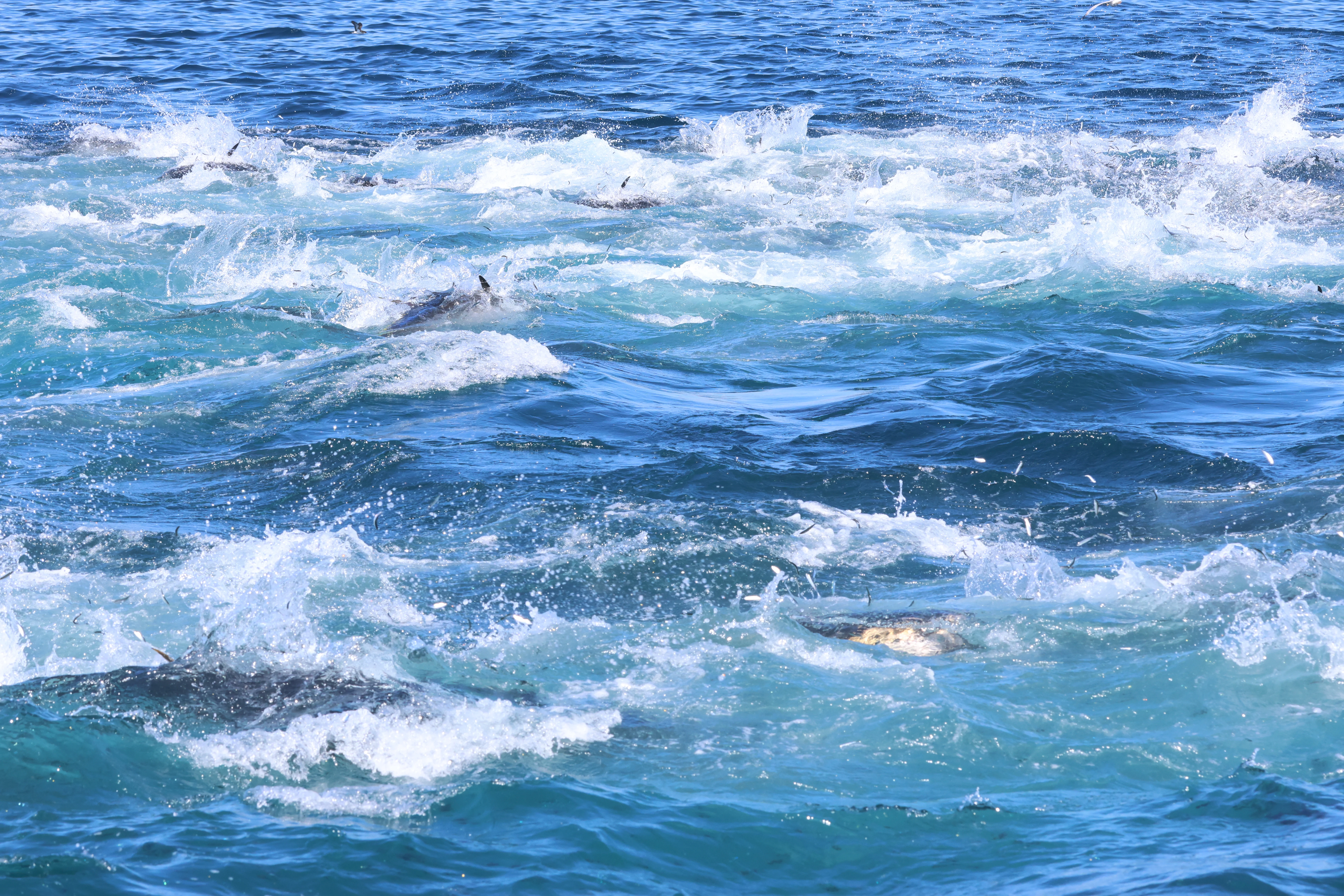 Atlantic bluefin tuna, Falmouth, Cornwal, UK — photo by Adam Prugel-Bennett