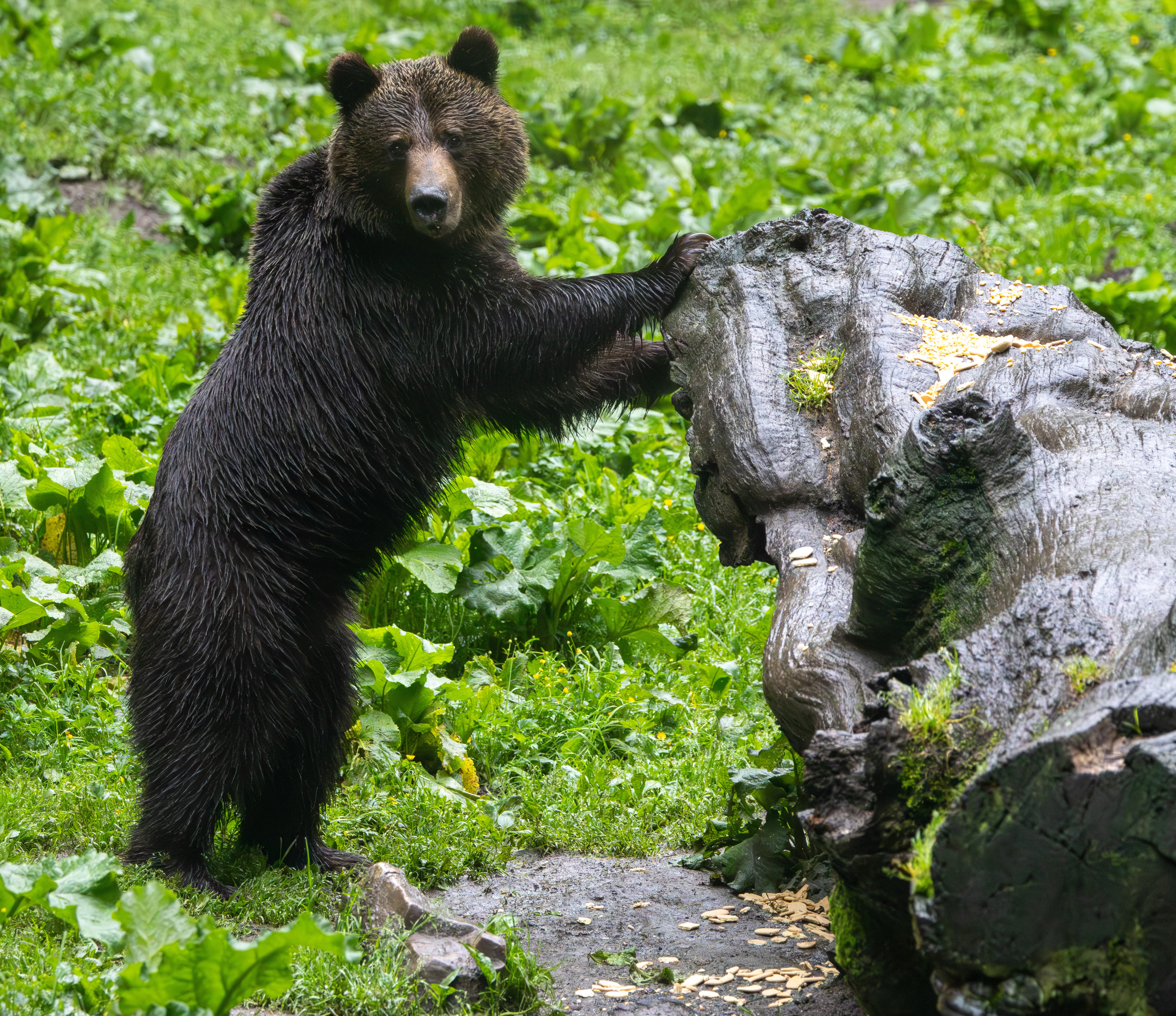 Brown Bear — photo by Adam Prugel-Bennett