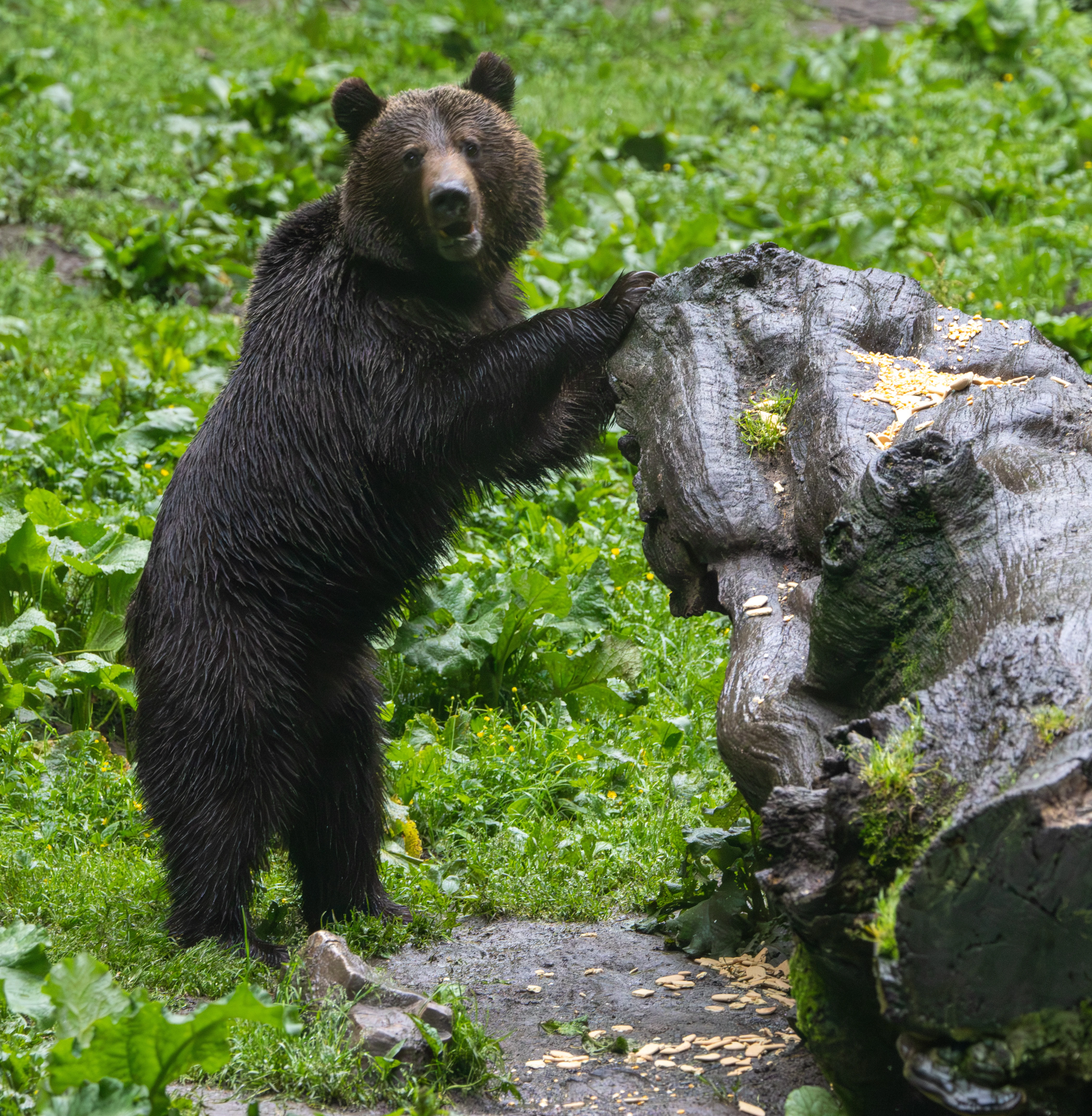 Brown Bear — photo by Adam Prugel-Bennett