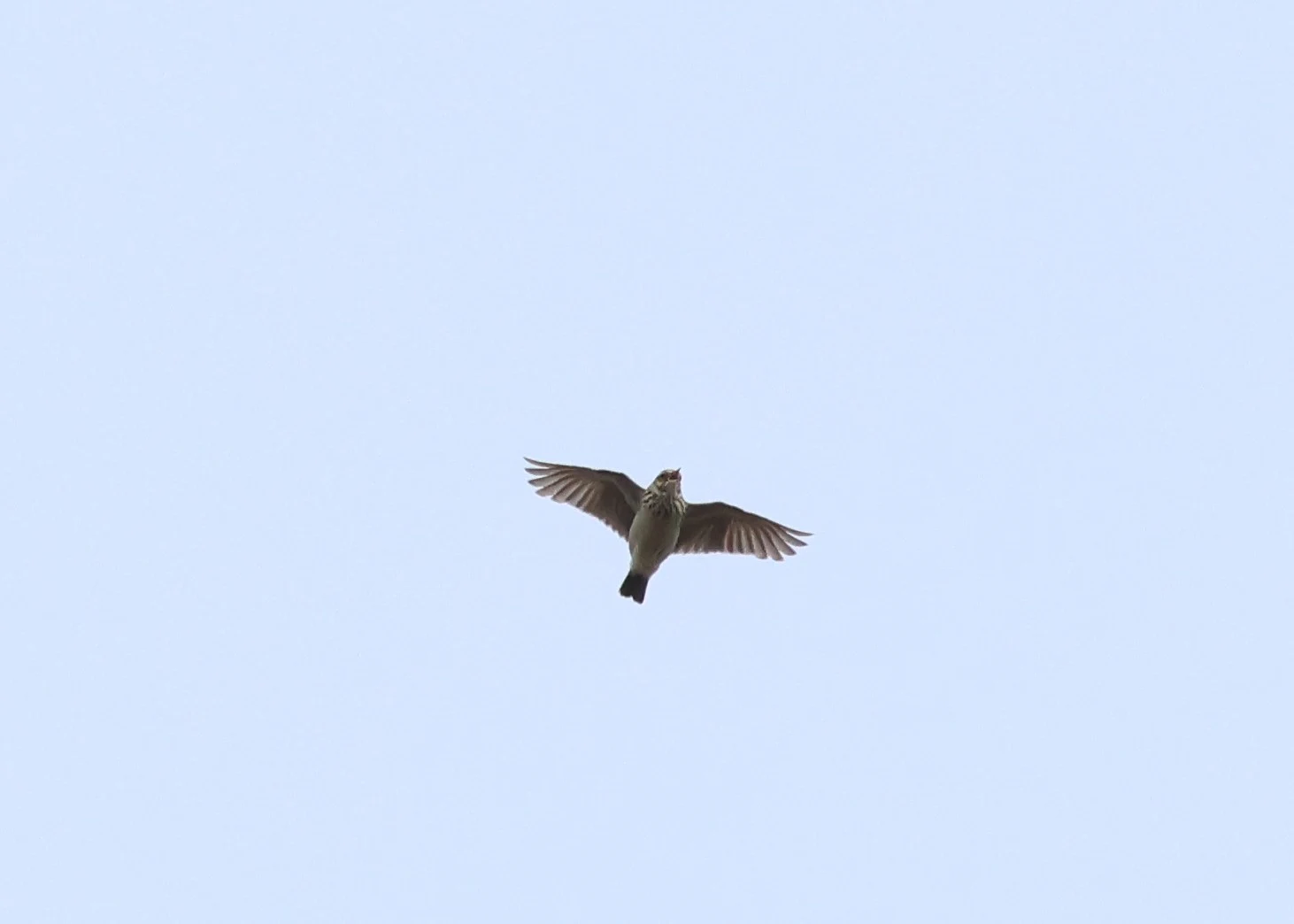 Woodlark, Deerleap, Ashurst, New Forest, UK — photo by Adam Prugel-Bennett