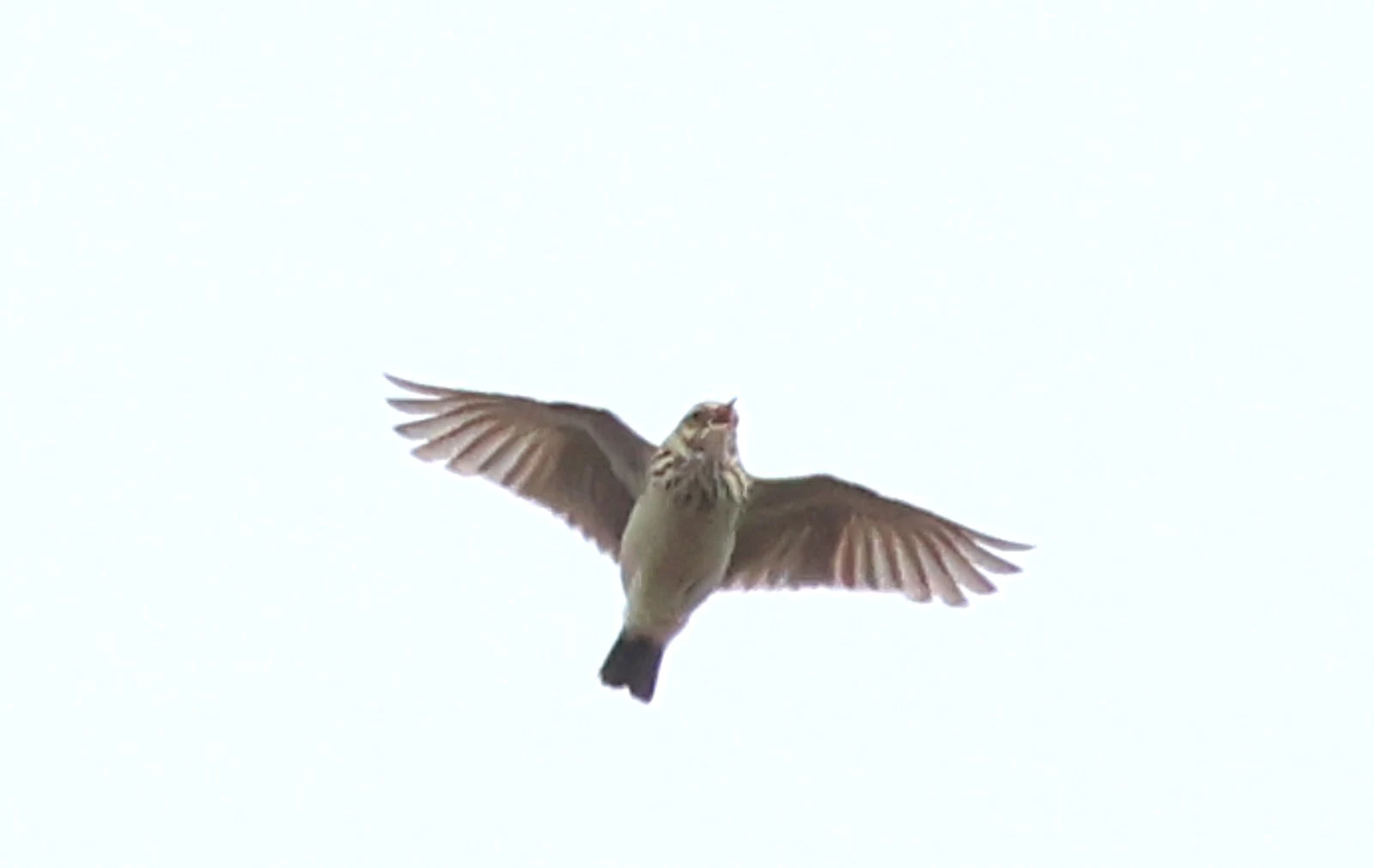 Skylark — photo by Adam Prugel-Bennett